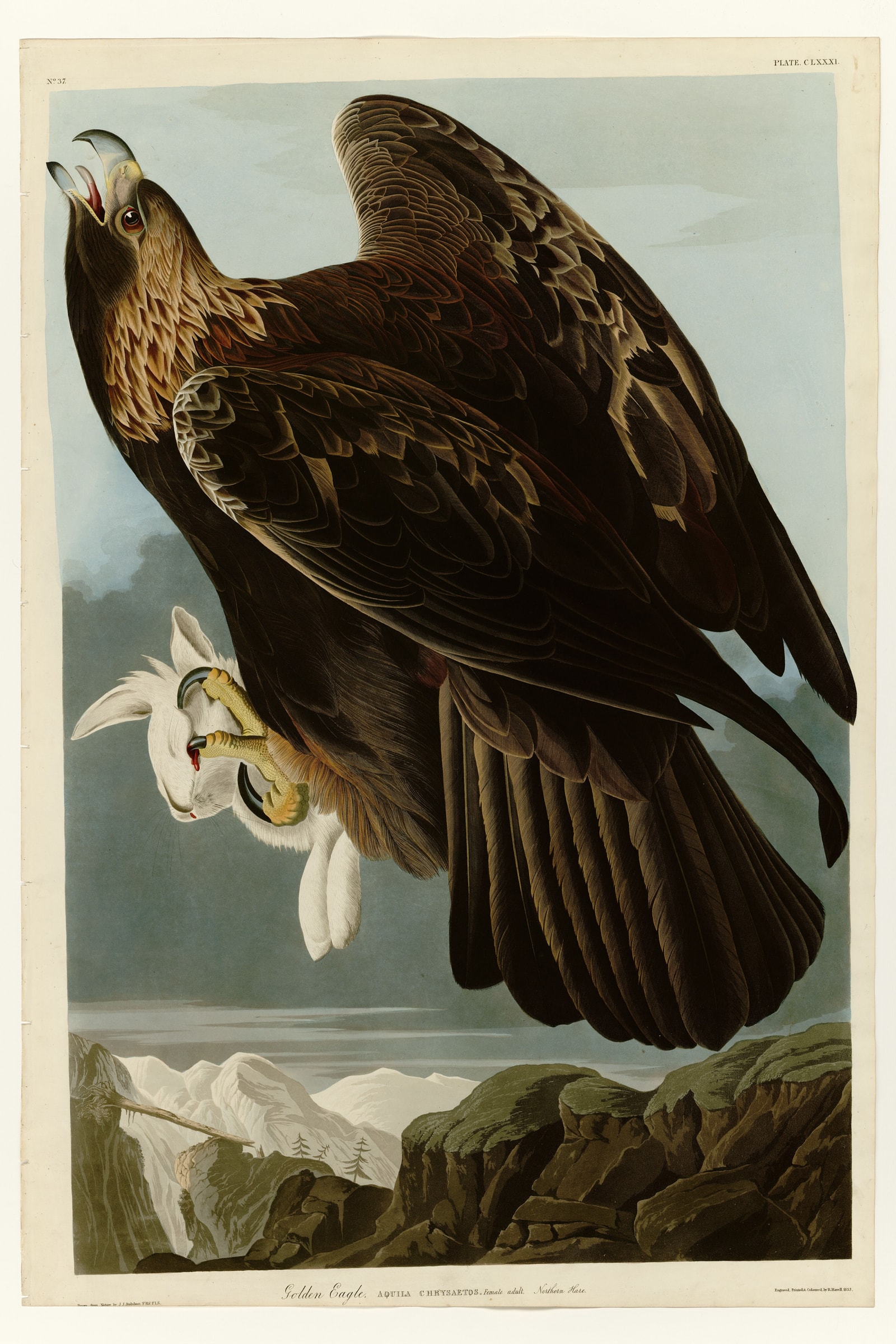 Golden Eagle