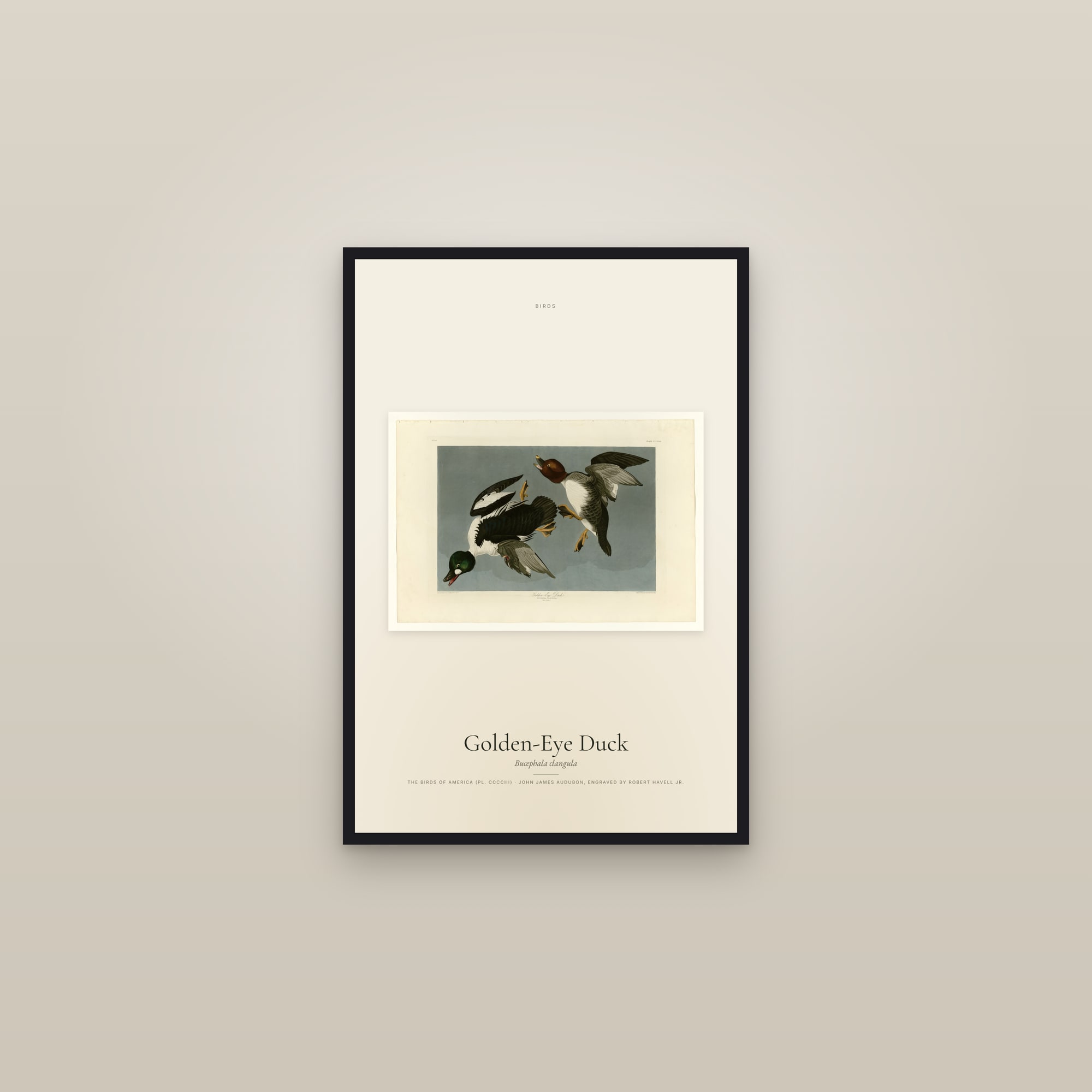 Golden-Eye Duck — framed in a gallery setting