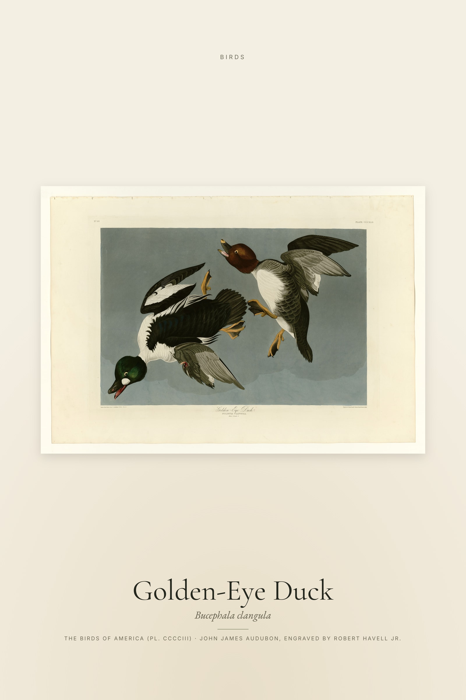 Golden-Eye Duck