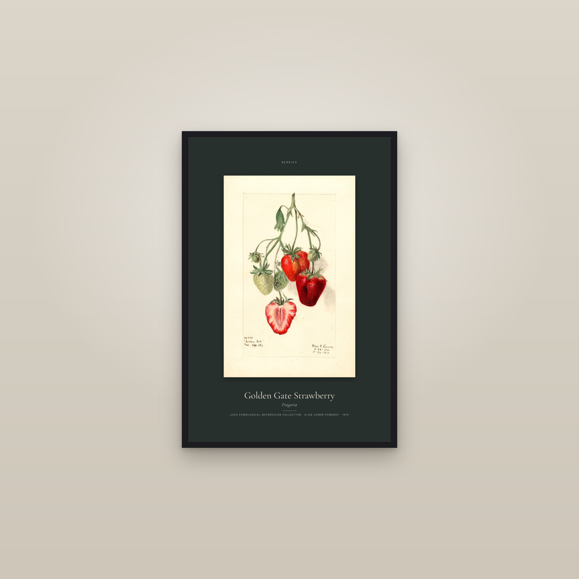 Golden Gate Strawberry — Specimen — framed in a gallery setting
