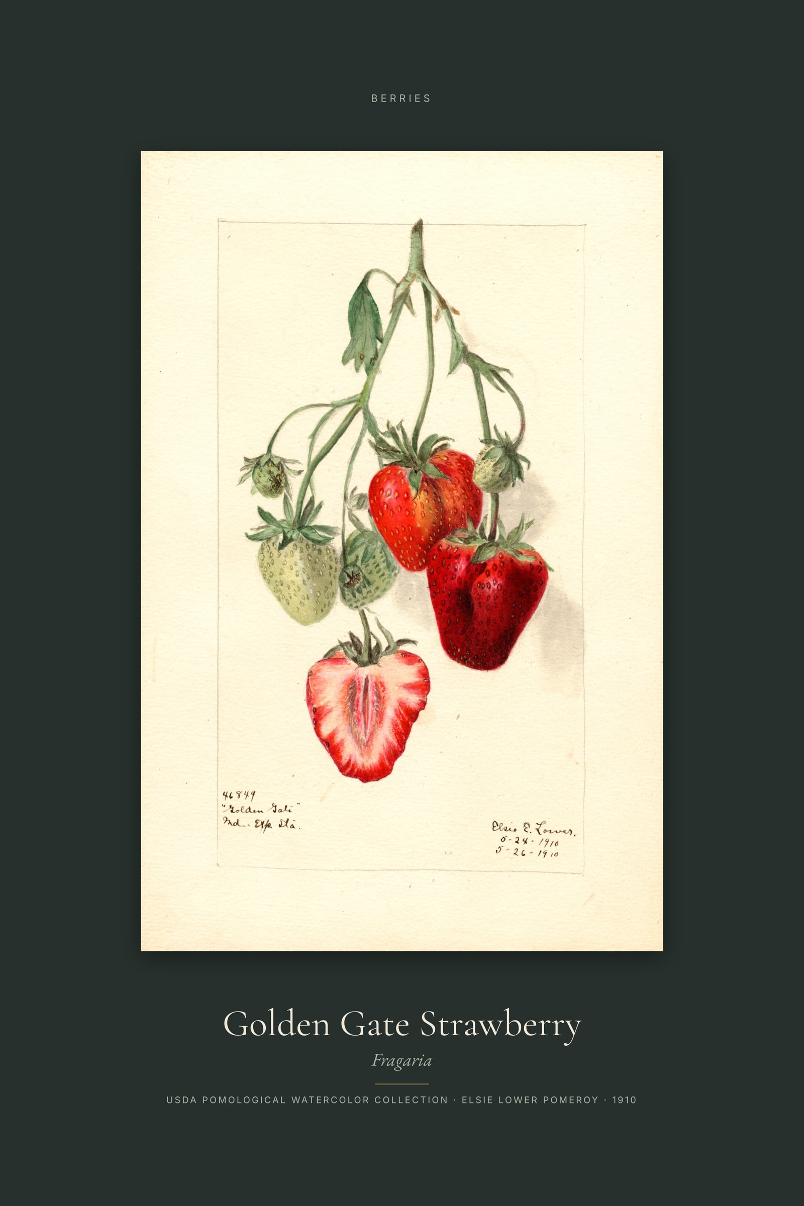 Golden Gate Strawberry — Specimen