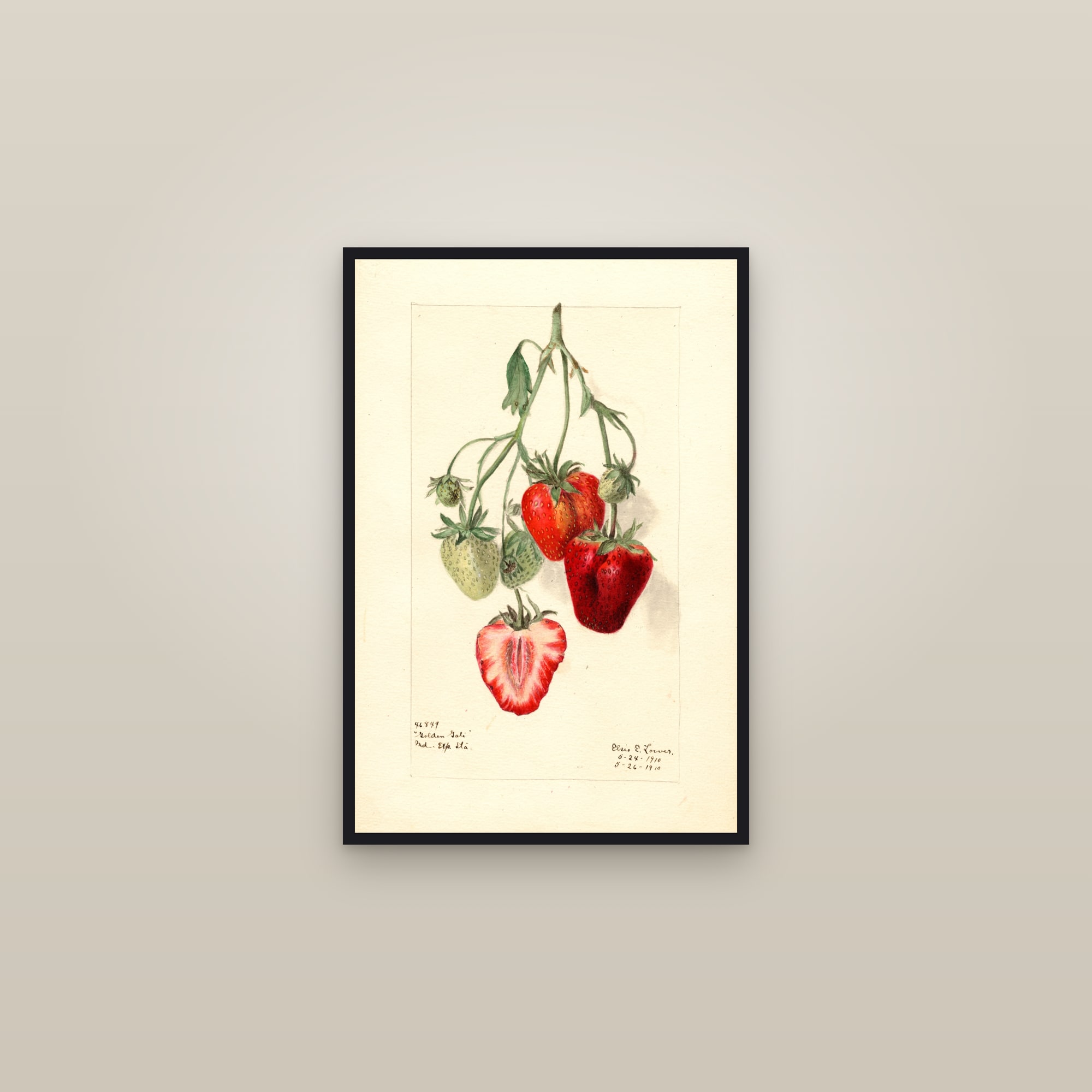 Golden Gate Strawberry — framed in a gallery setting