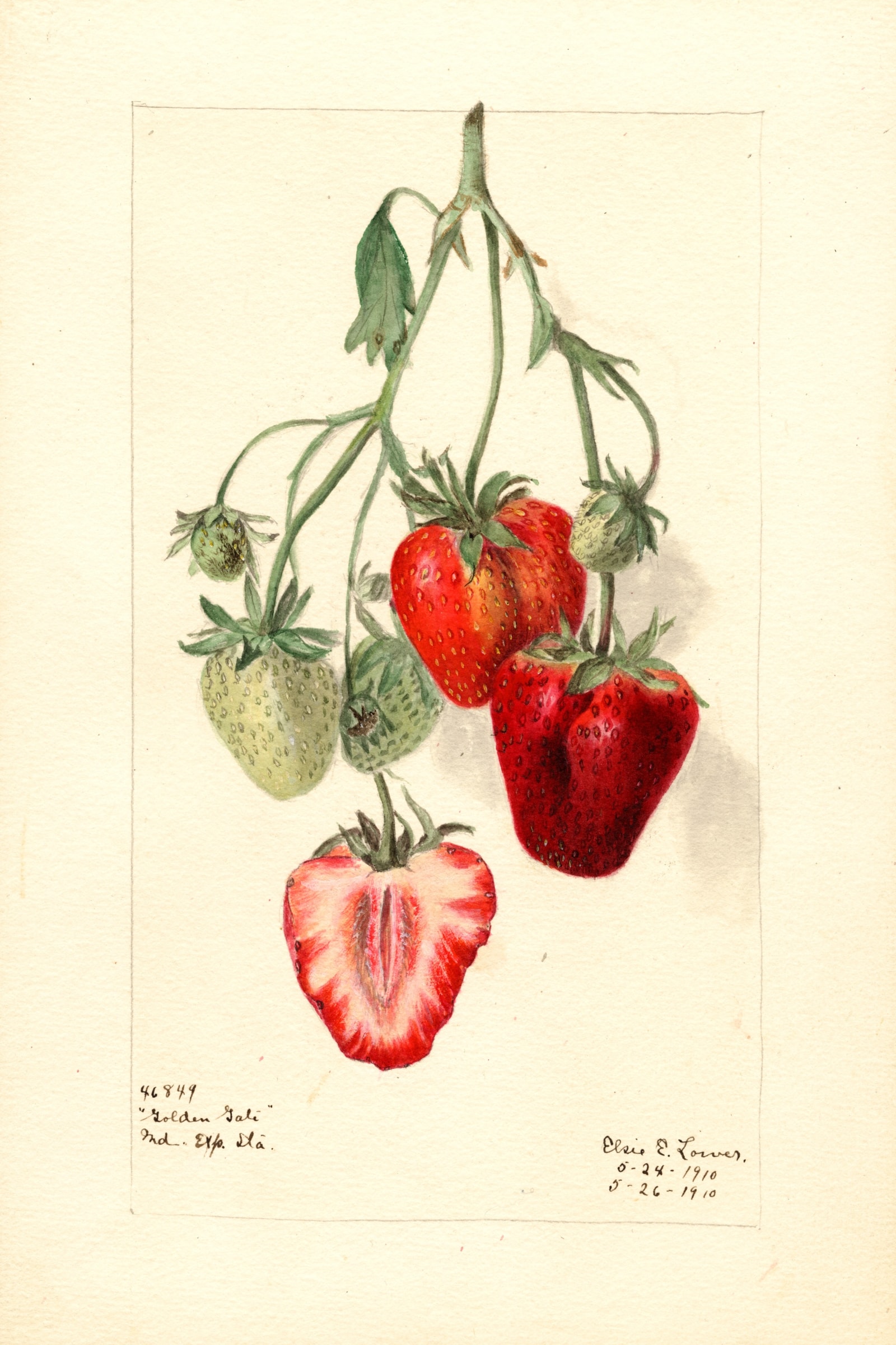 Golden Gate Strawberry