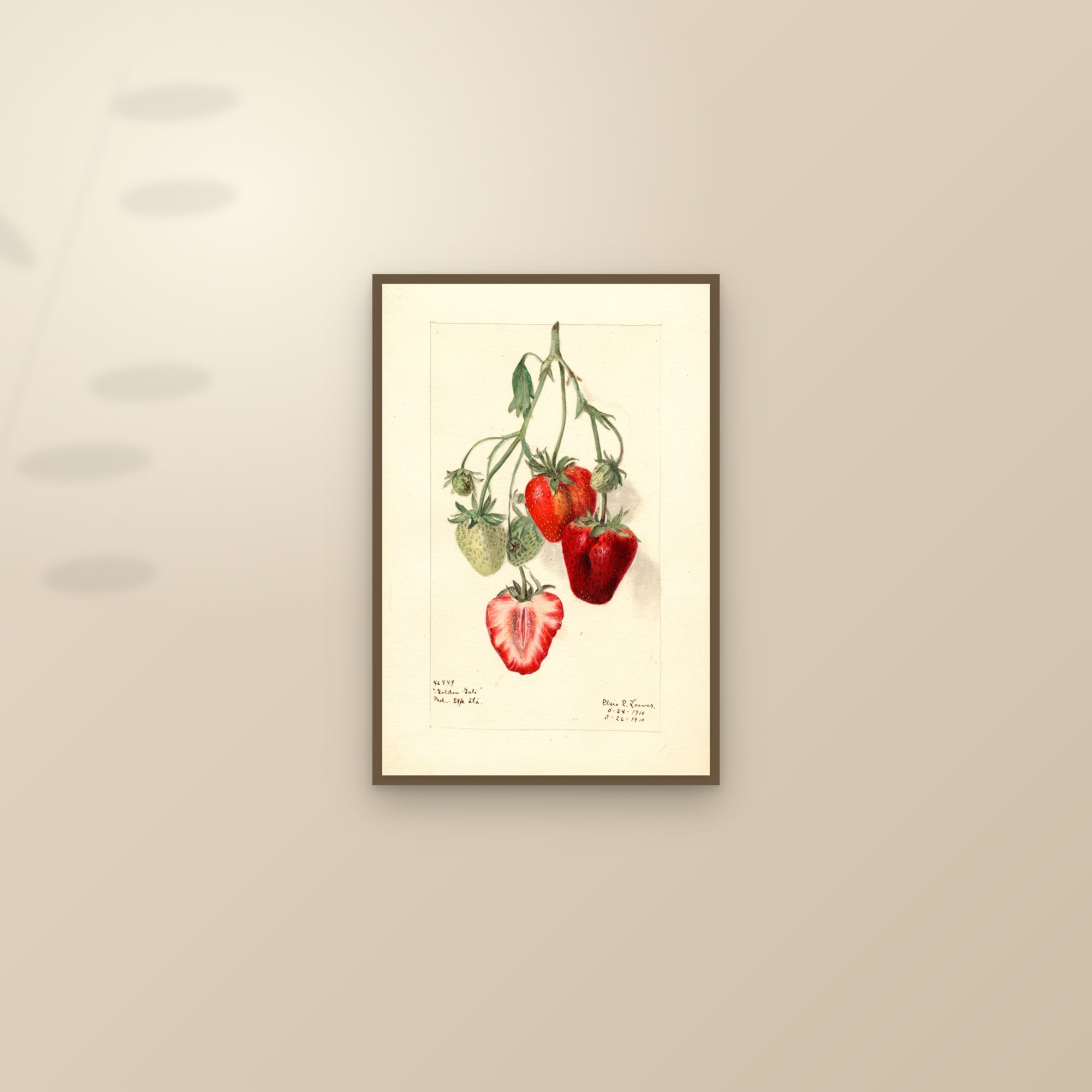 Golden Gate Strawberry — framed and styled on a sunlit wall