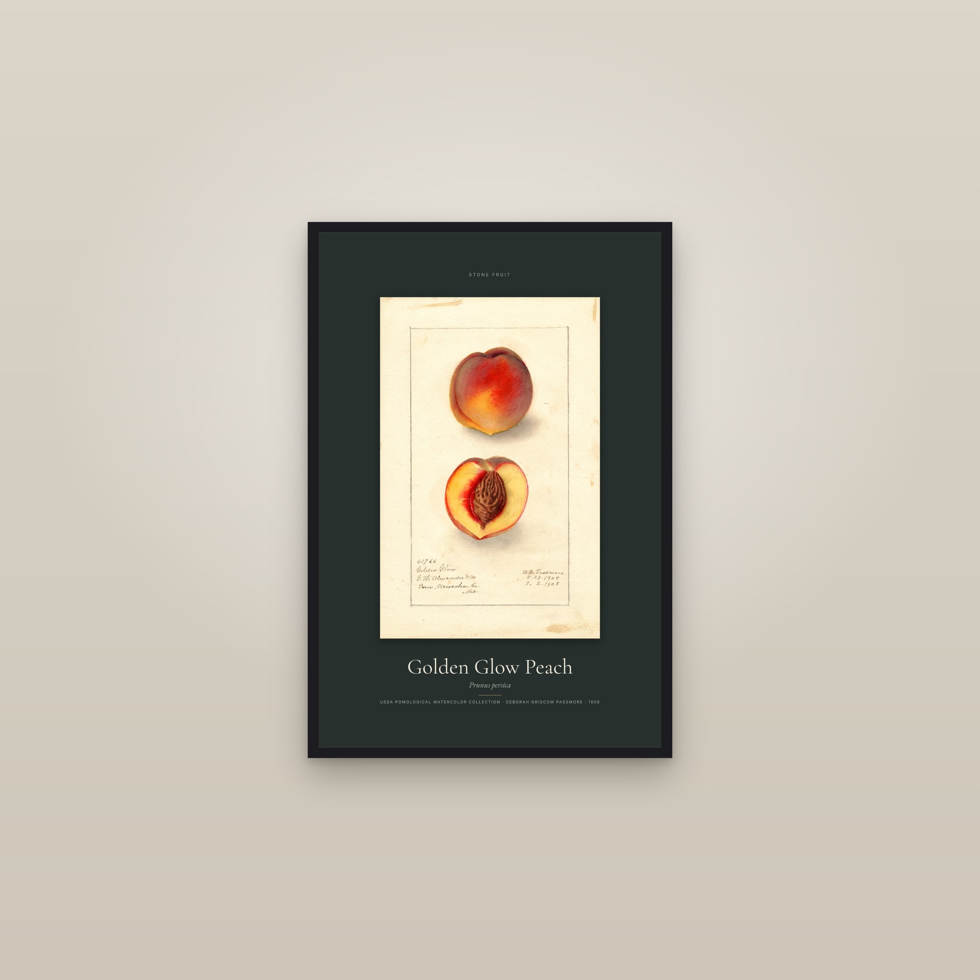 Golden Glow Peach — Specimen — framed in a gallery setting