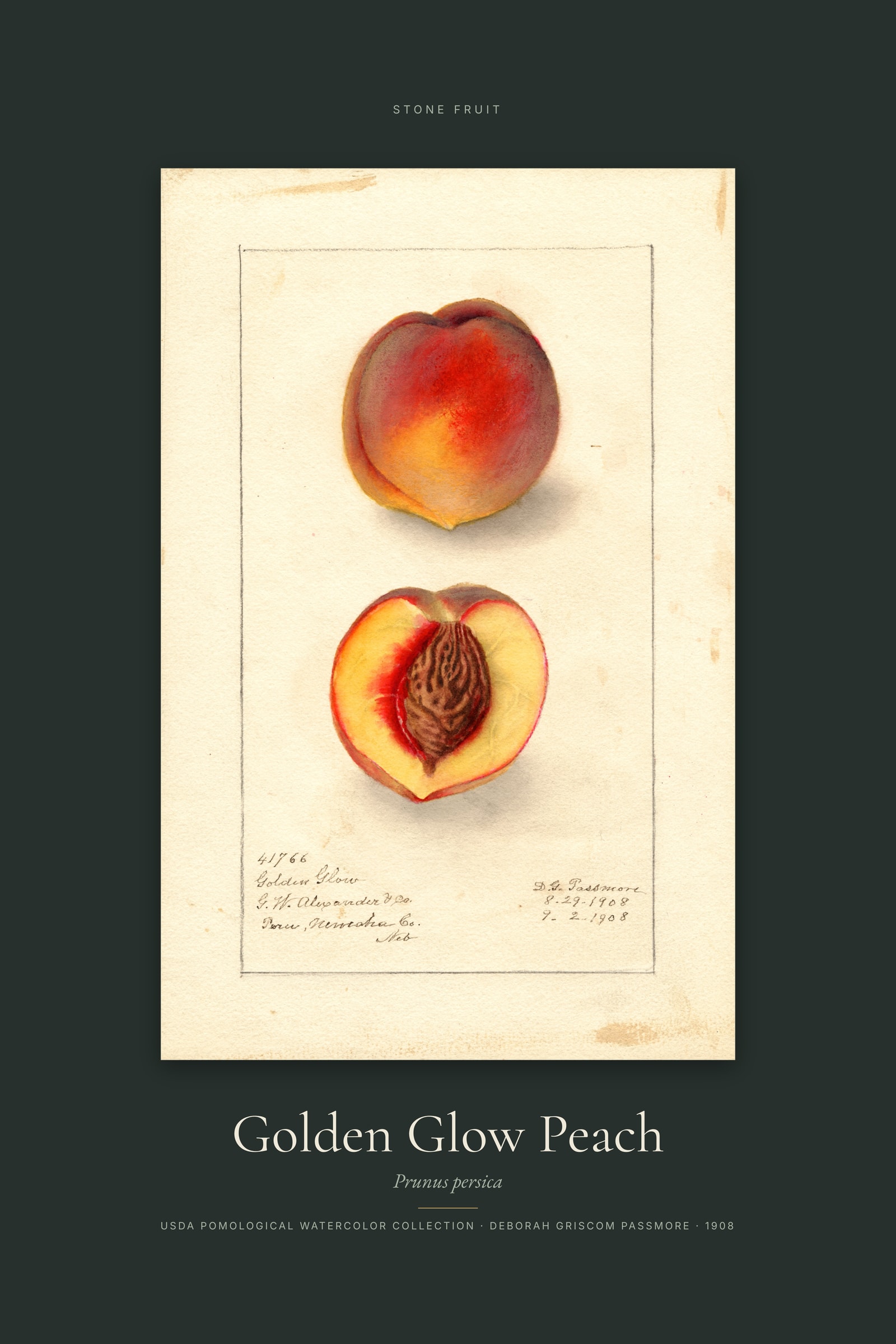 Golden Glow Peach — Specimen