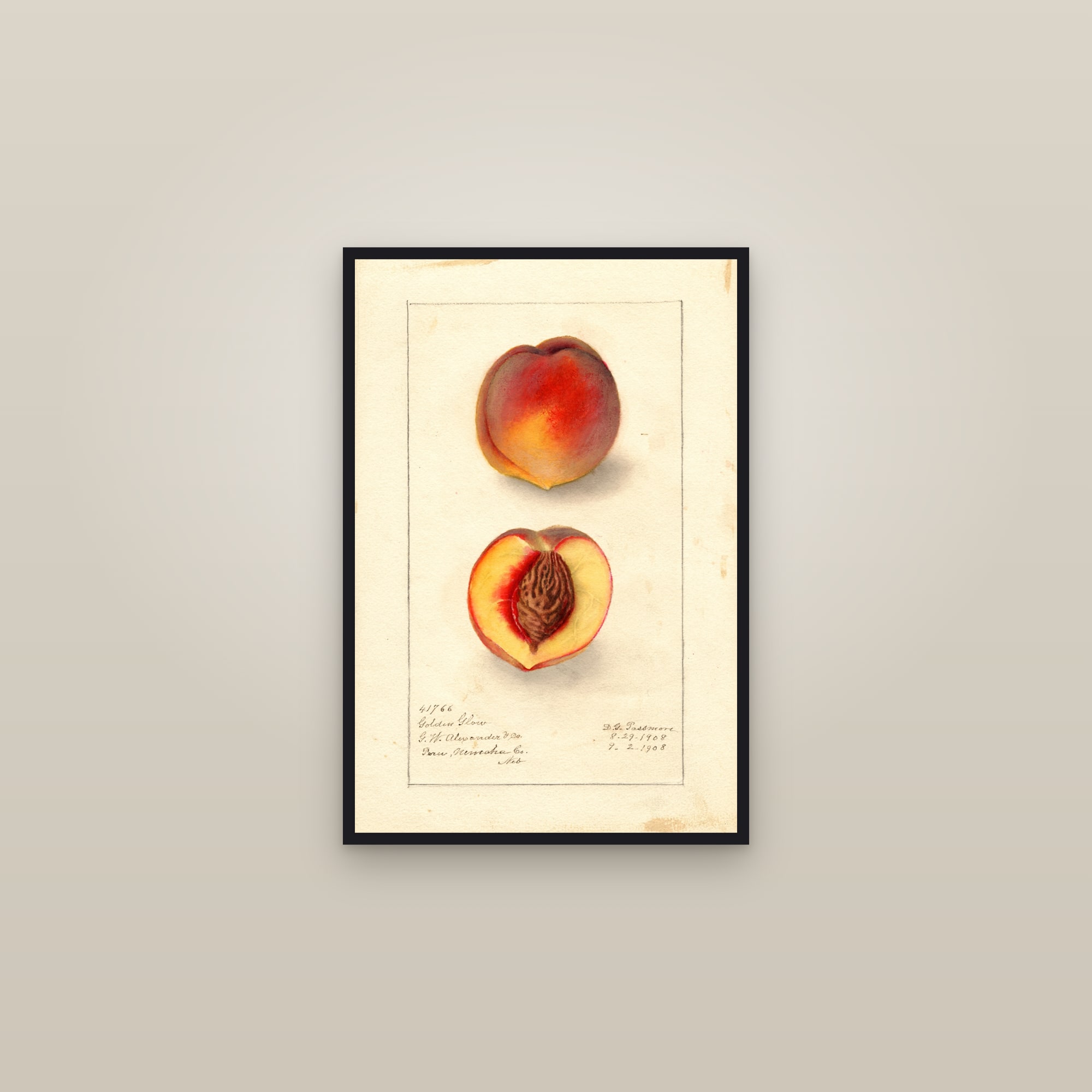 Golden Glow Peach — framed in a gallery setting