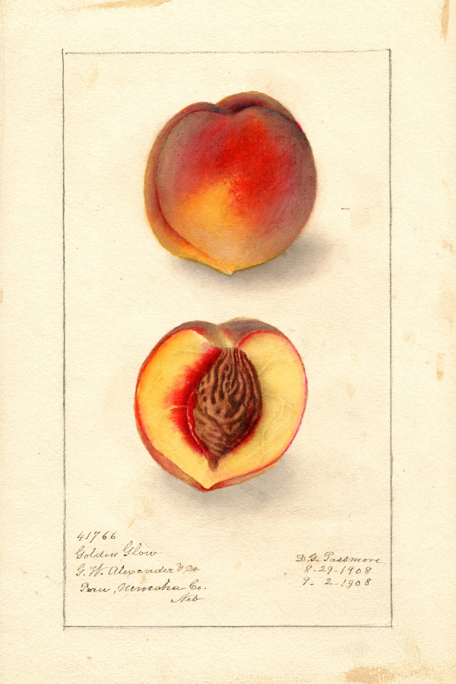 Golden Glow Peach