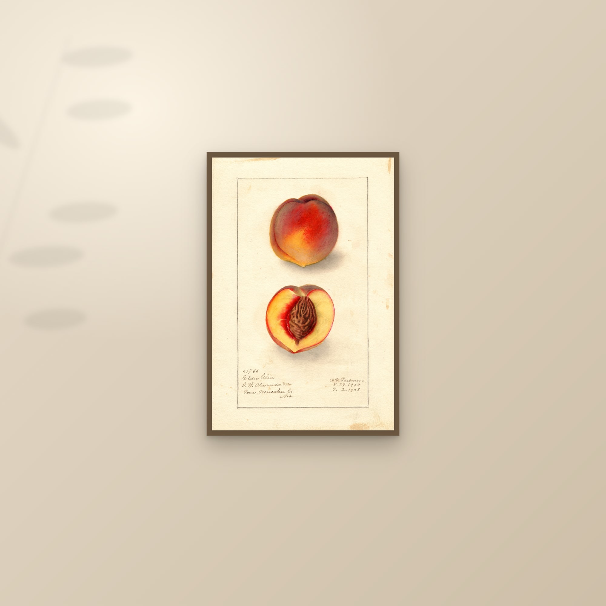 Golden Glow Peach — framed and styled on a sunlit wall