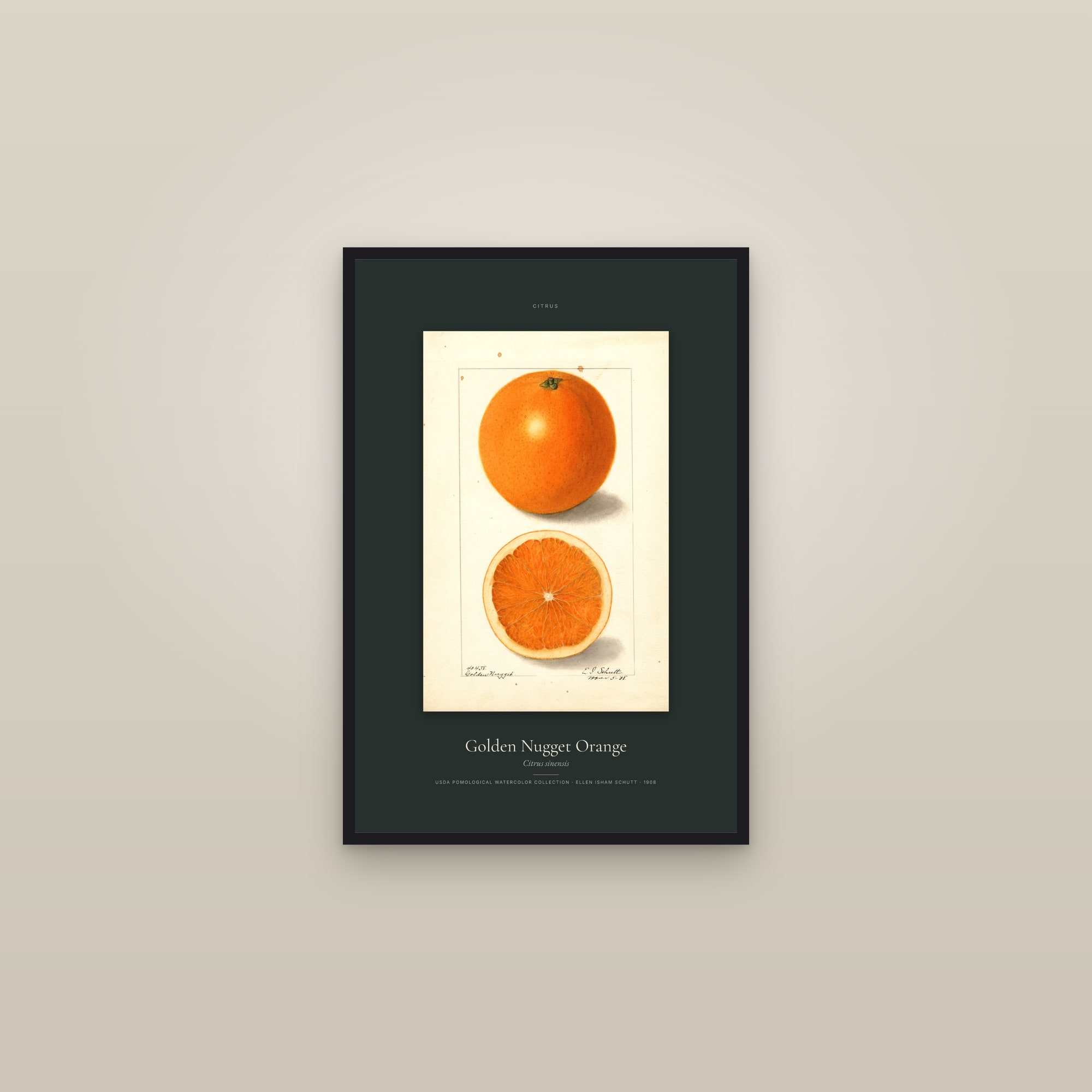 Golden Nugget Orange — Specimen — framed in a gallery setting