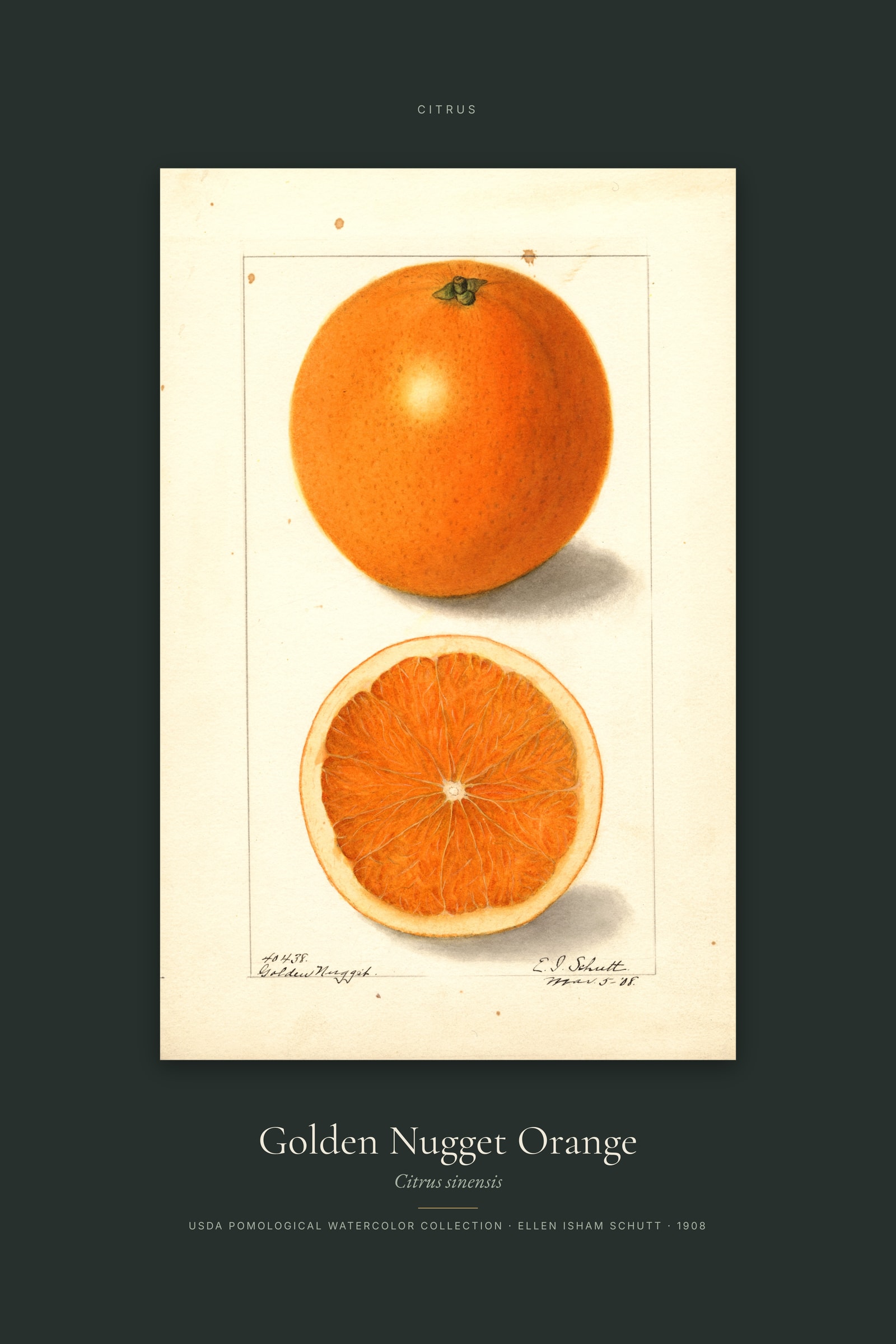 Golden Nugget Orange — Specimen