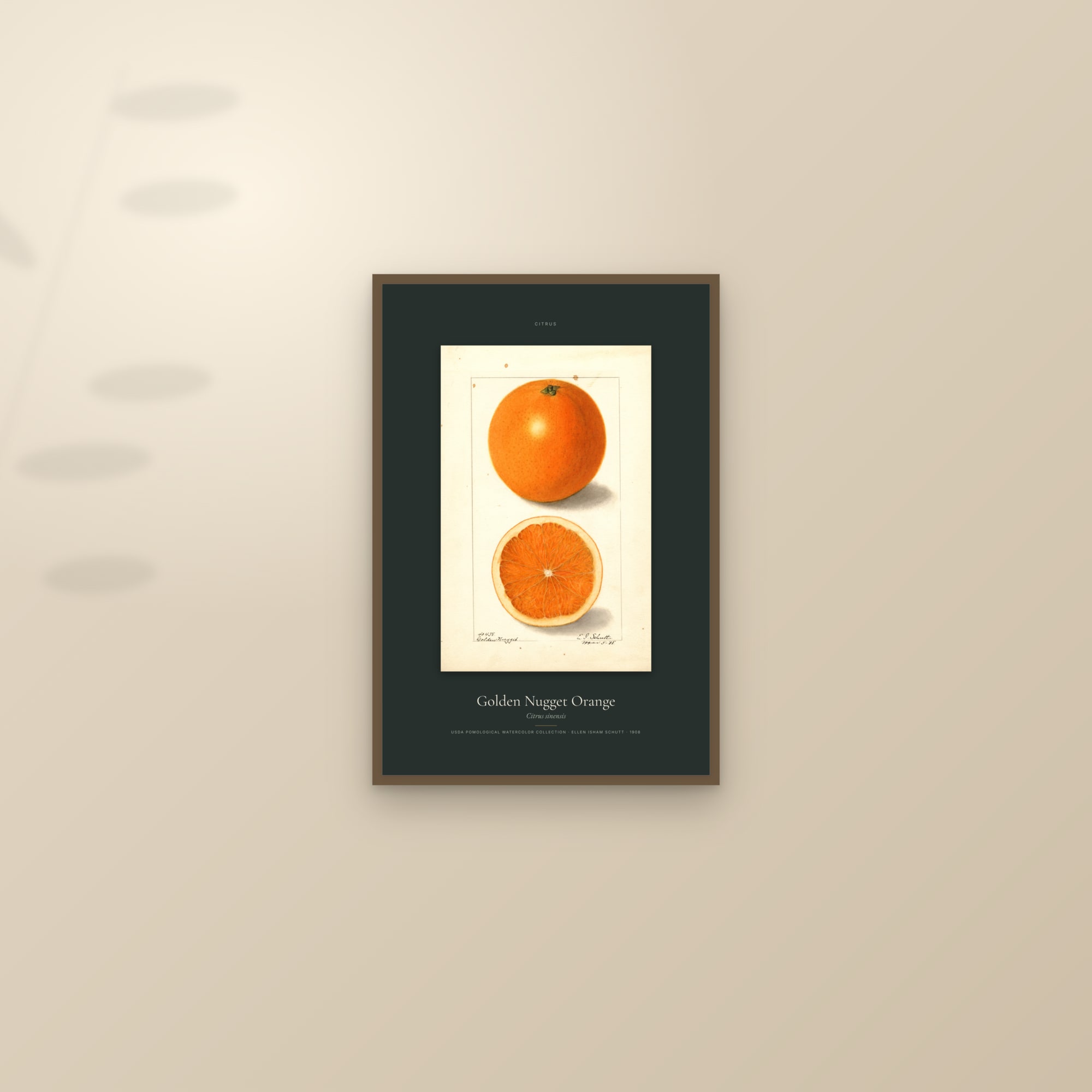 Golden Nugget Orange — Specimen — framed and styled on a sunlit wall