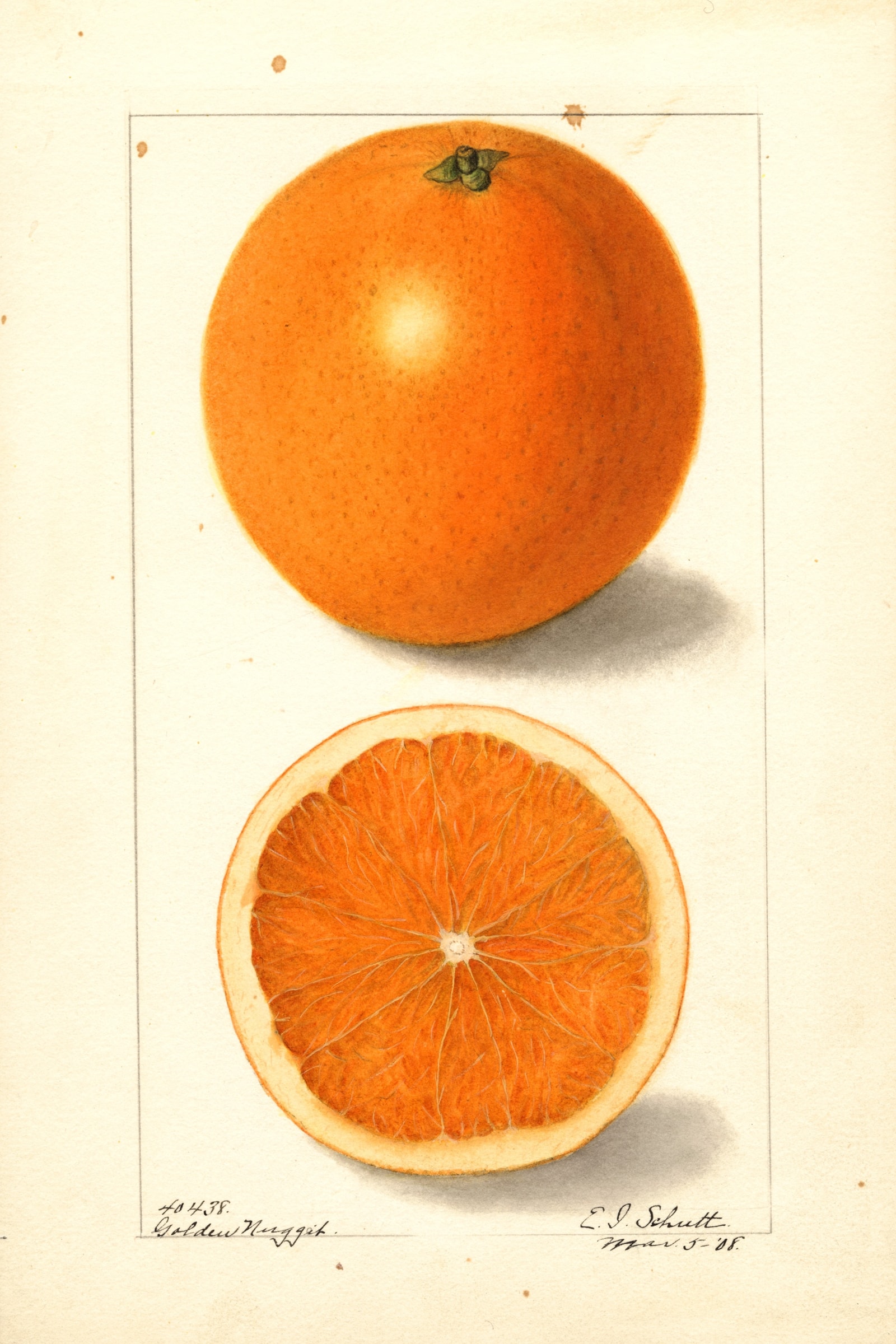 Golden Nugget Orange