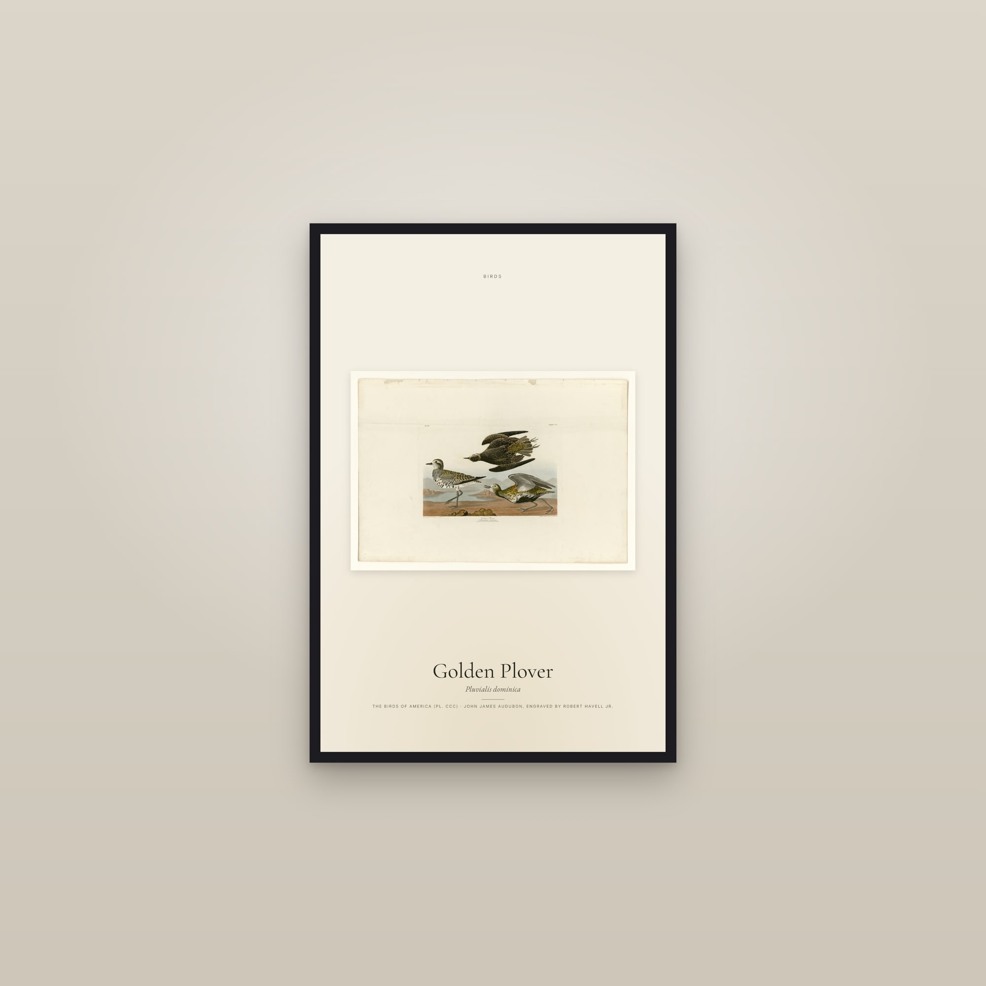 Golden Plover — framed in a gallery setting