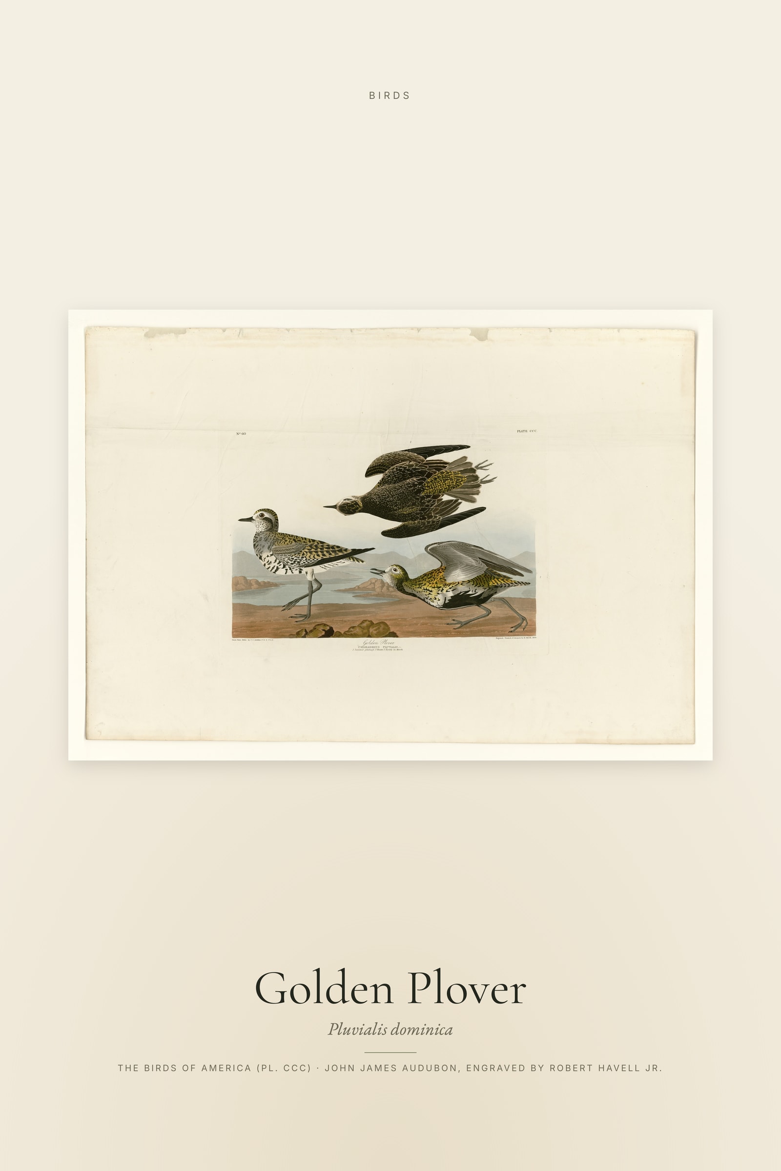 Golden Plover