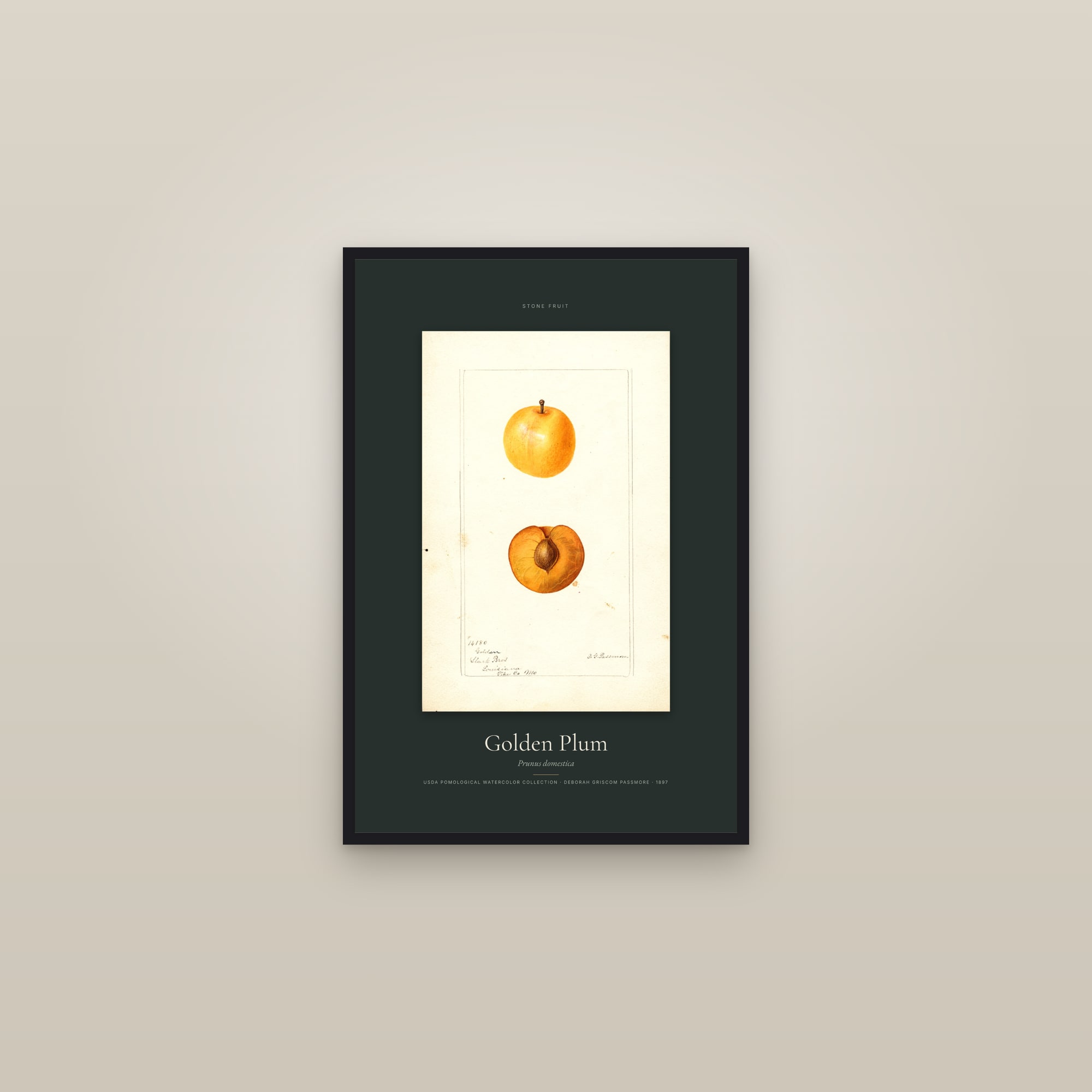 Golden Plum — Specimen — framed in a gallery setting