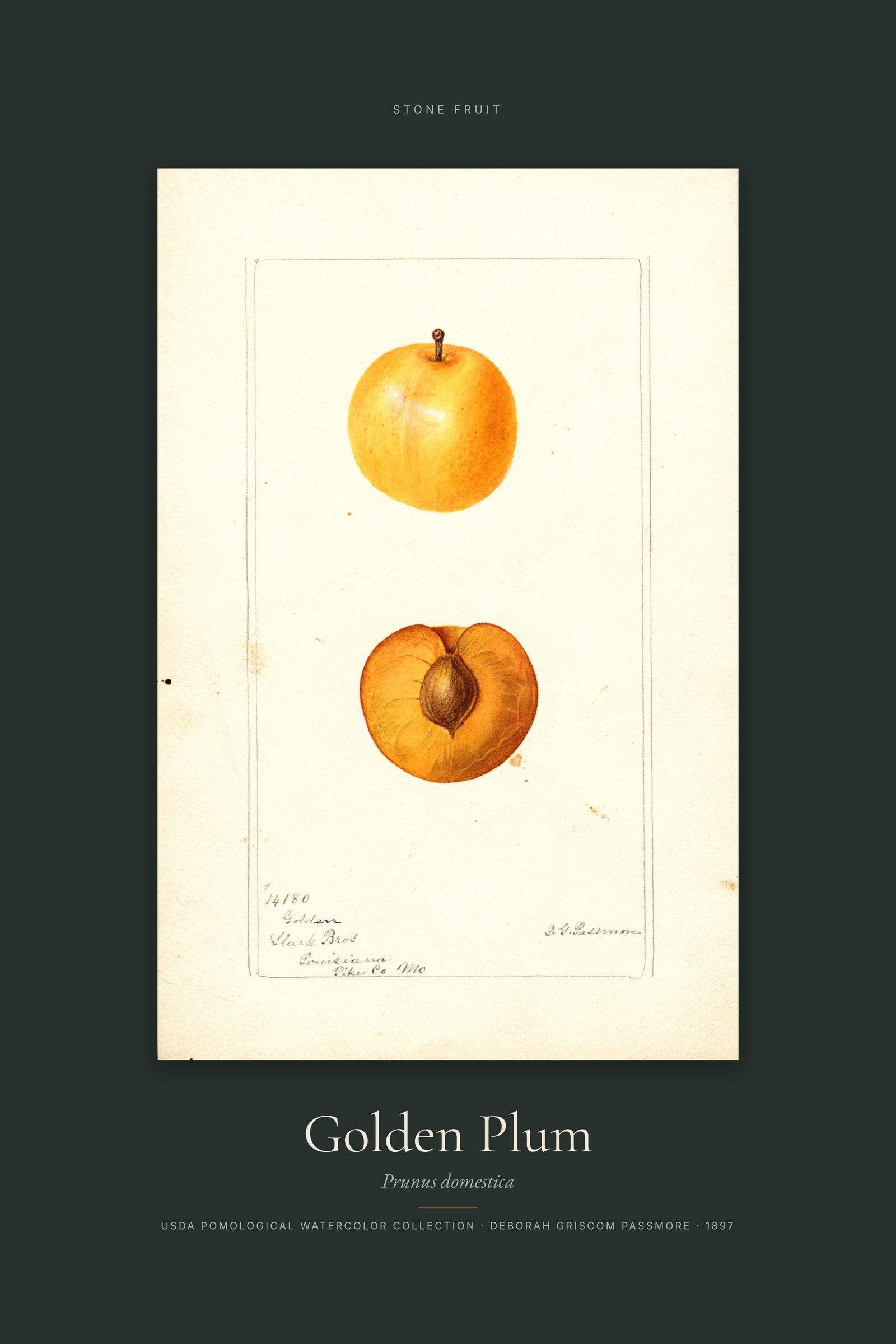 Golden Plum — Specimen