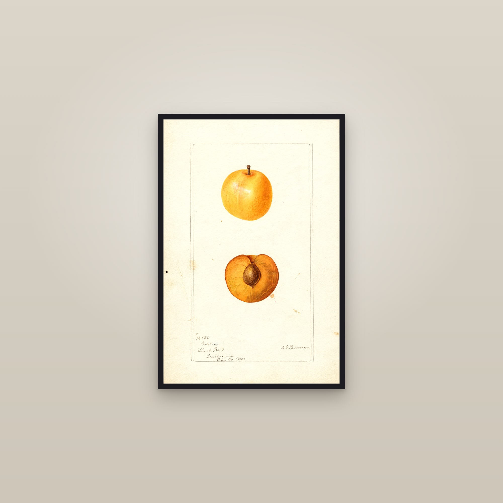 Golden Plum — framed in a gallery setting