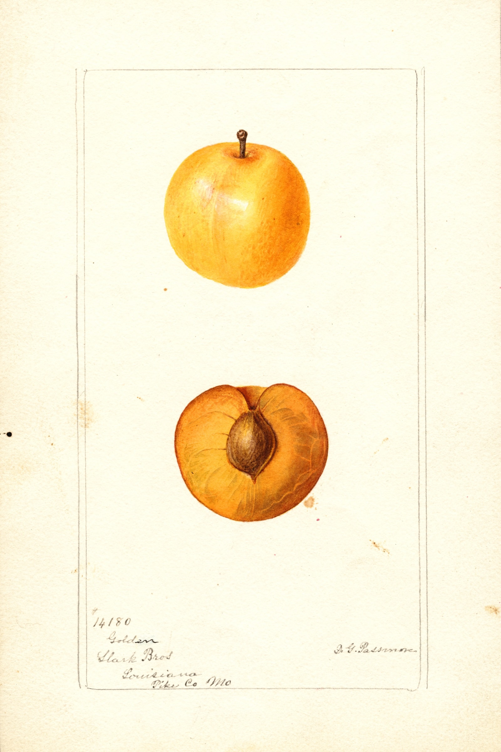 Golden Plum