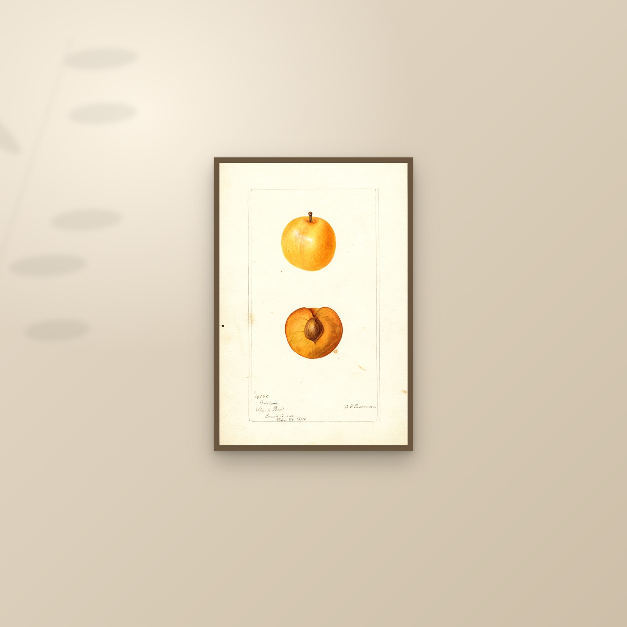 Golden Plum — framed and styled on a sunlit wall