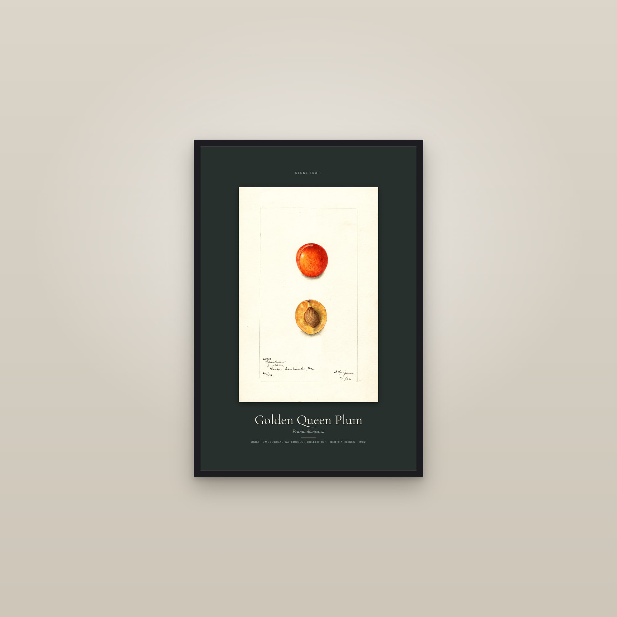 Golden Queen Plum — Specimen — framed in a gallery setting
