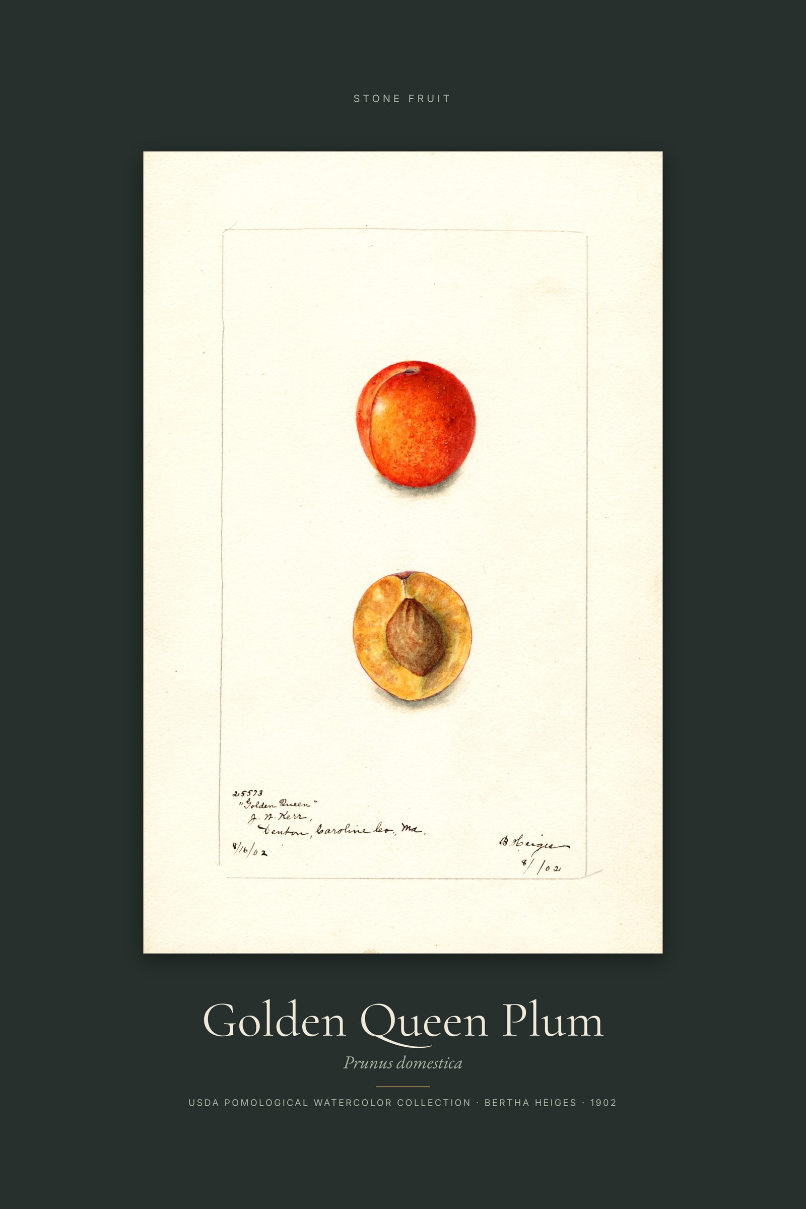 Golden Queen Plum — Specimen