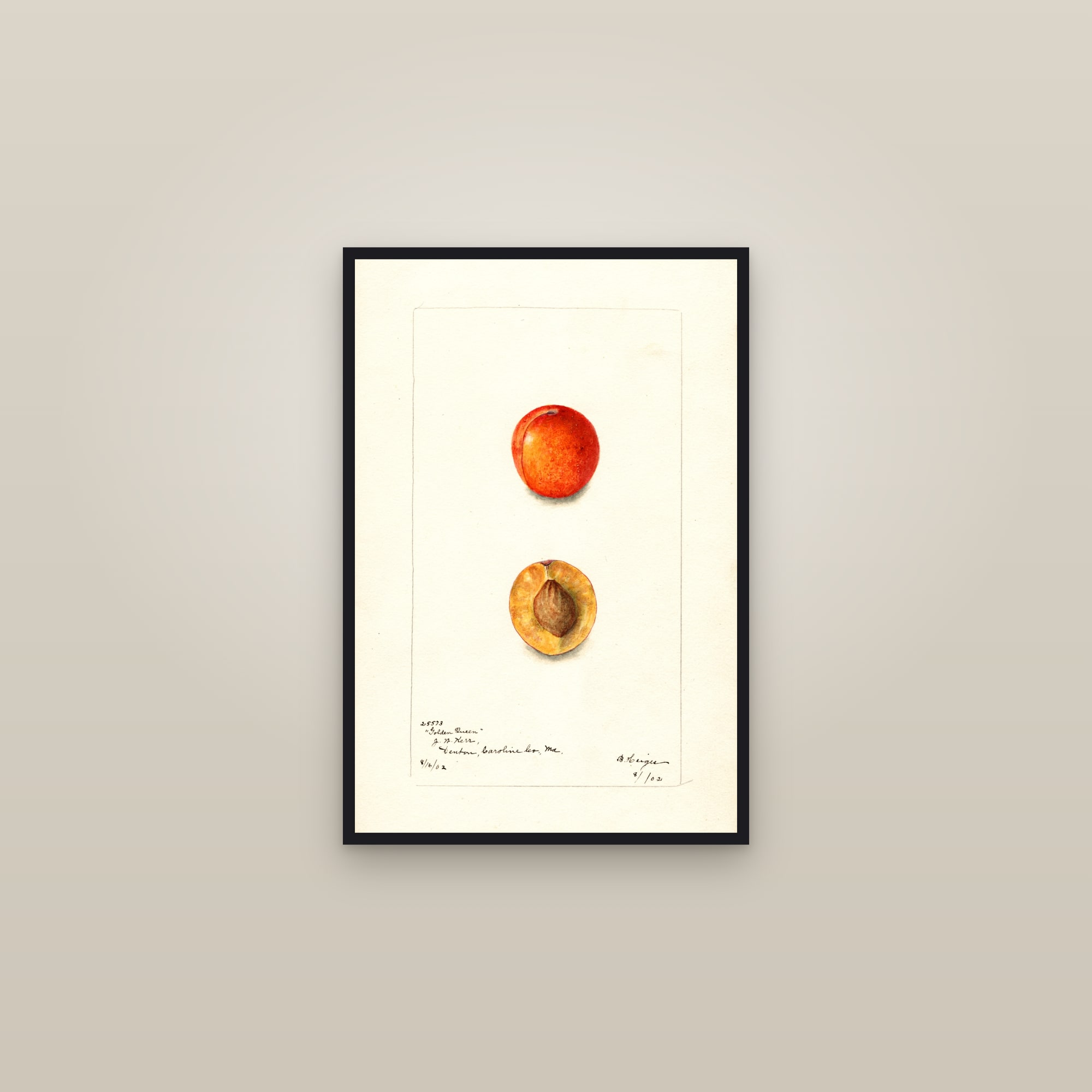 Golden Queen Plum — framed in a gallery setting