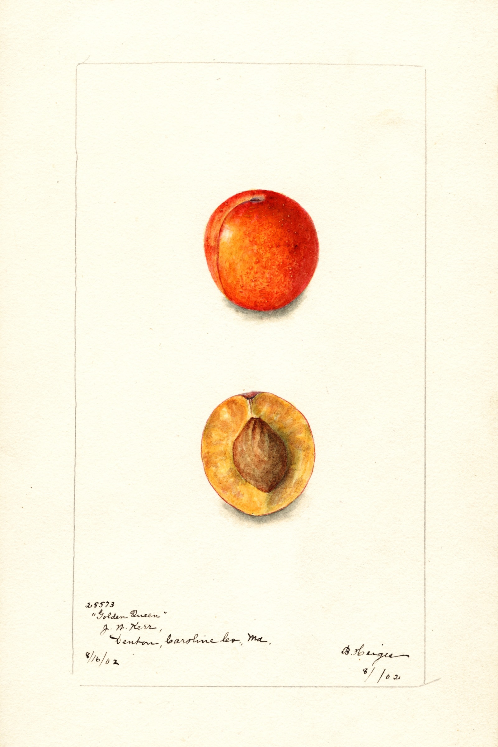 Golden Queen Plum