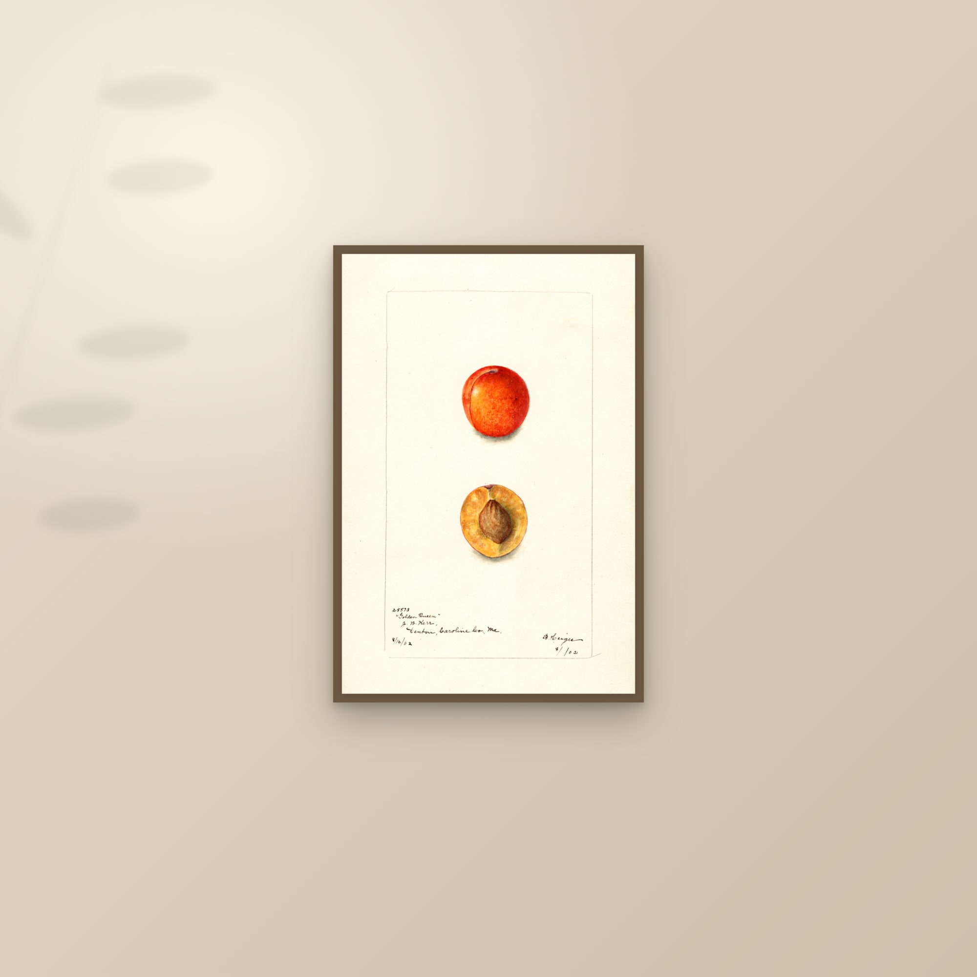 Golden Queen Plum — framed and styled on a sunlit wall