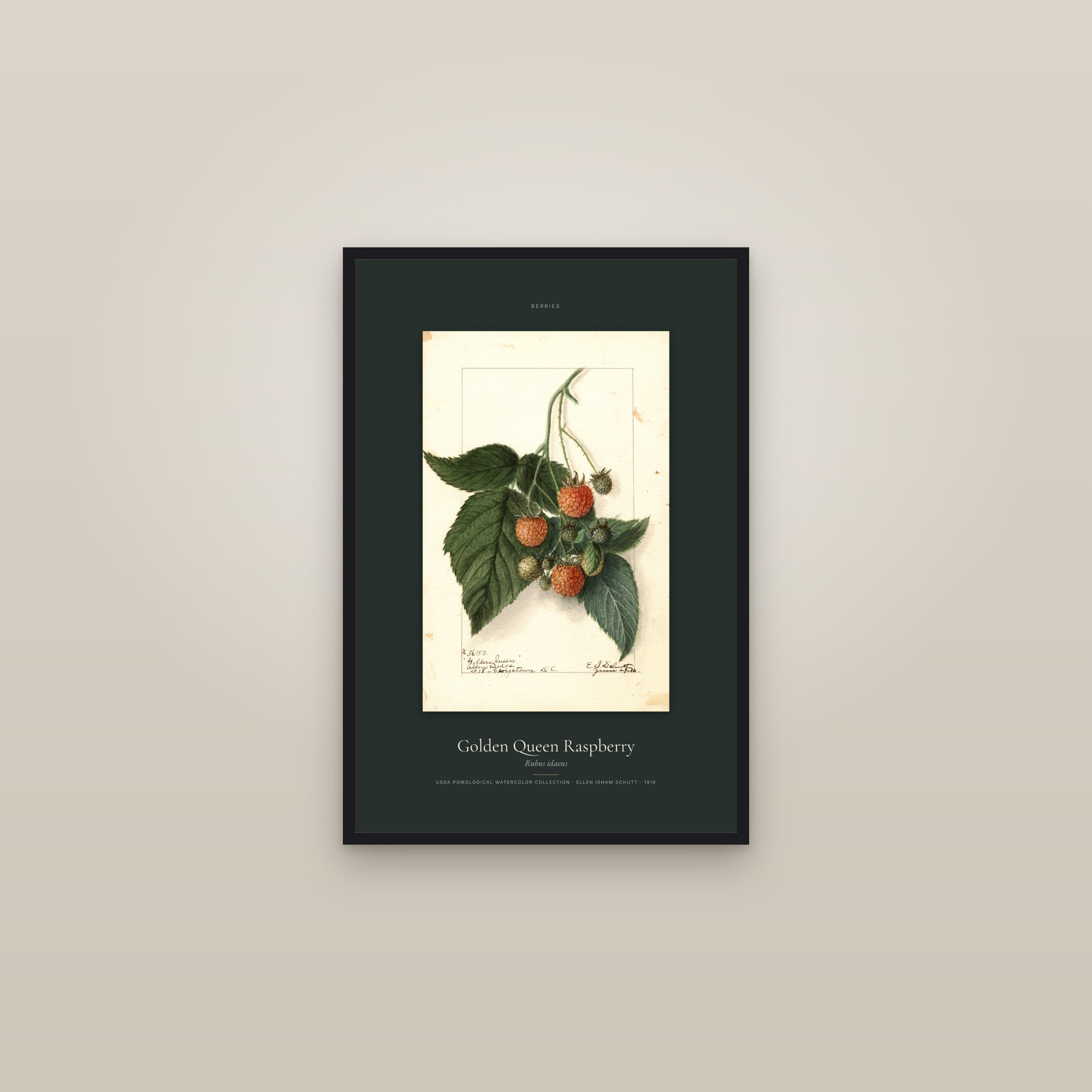 Golden Queen Raspberry — Specimen — framed in a gallery setting