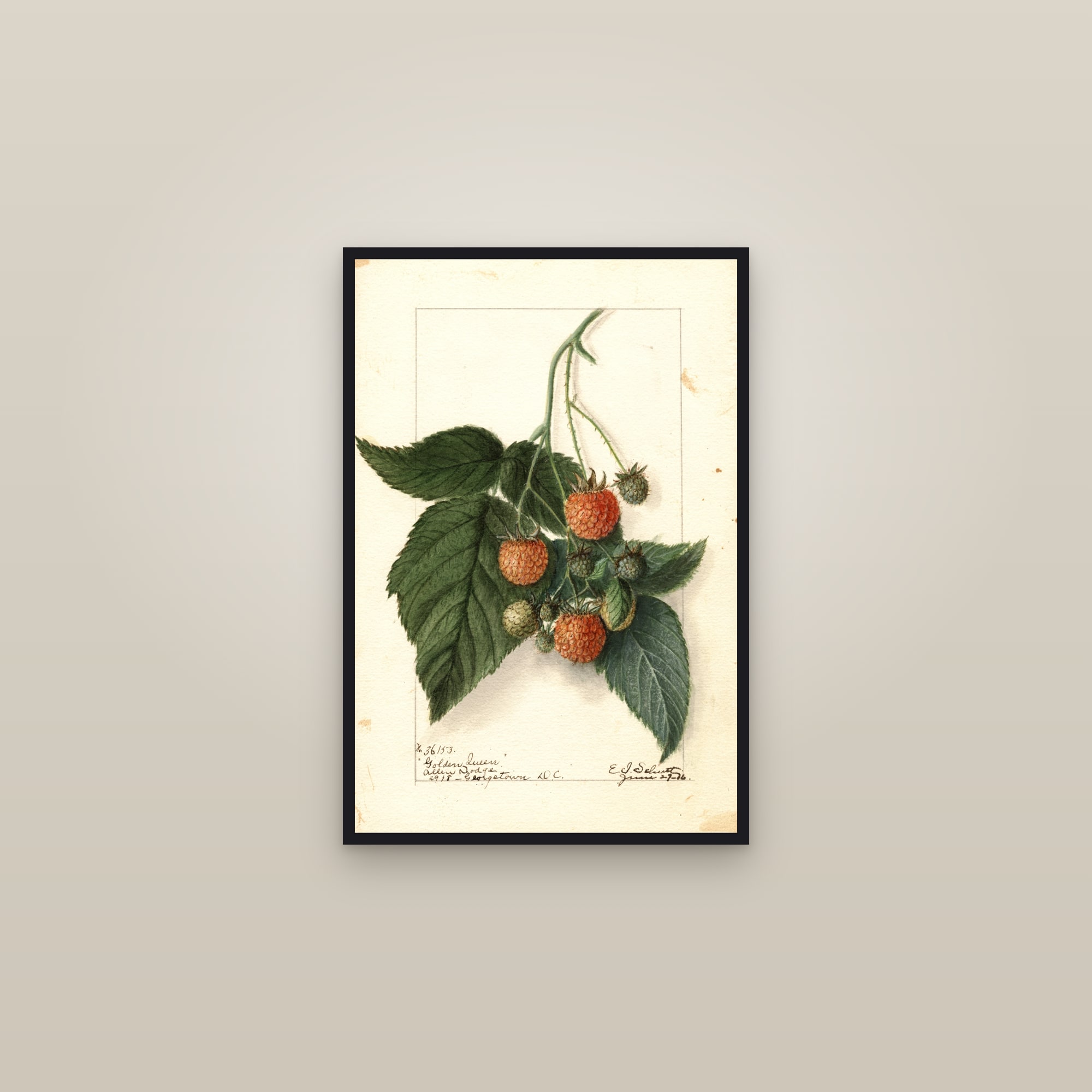 Golden Queen Raspberry — framed in a gallery setting