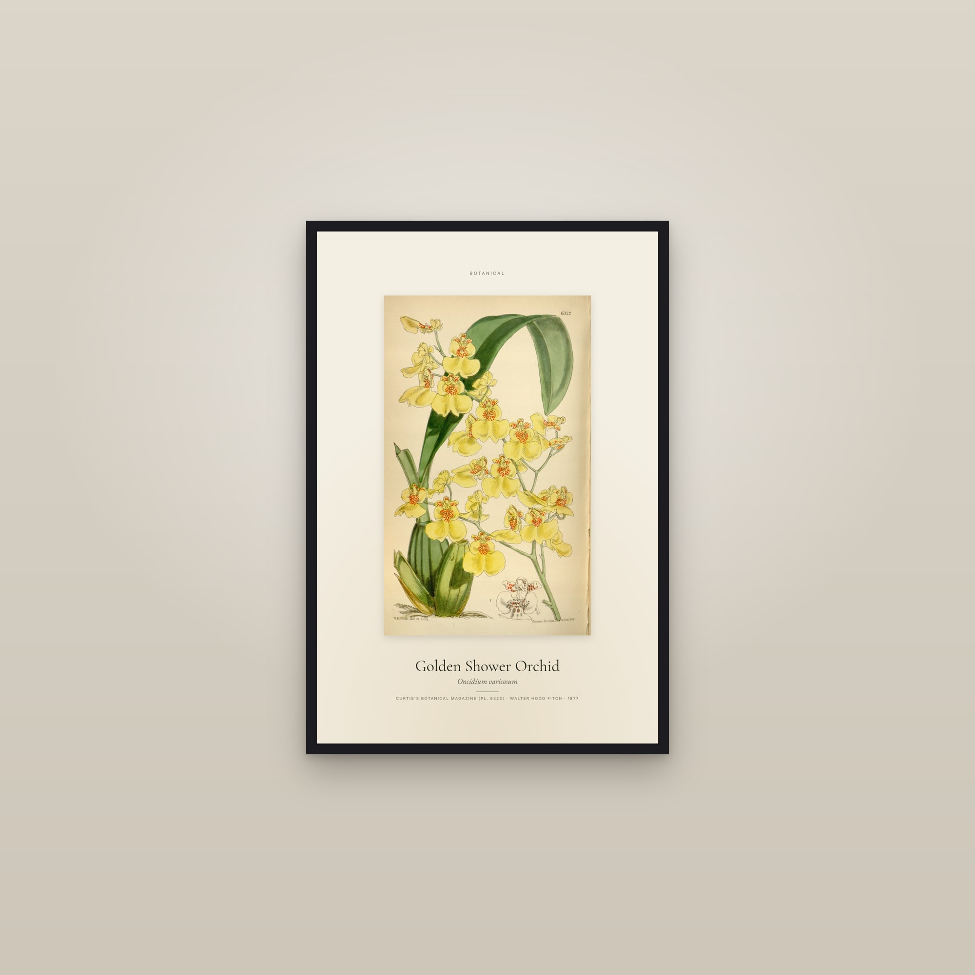 Golden Shower Orchid — Specimen — framed in a gallery setting