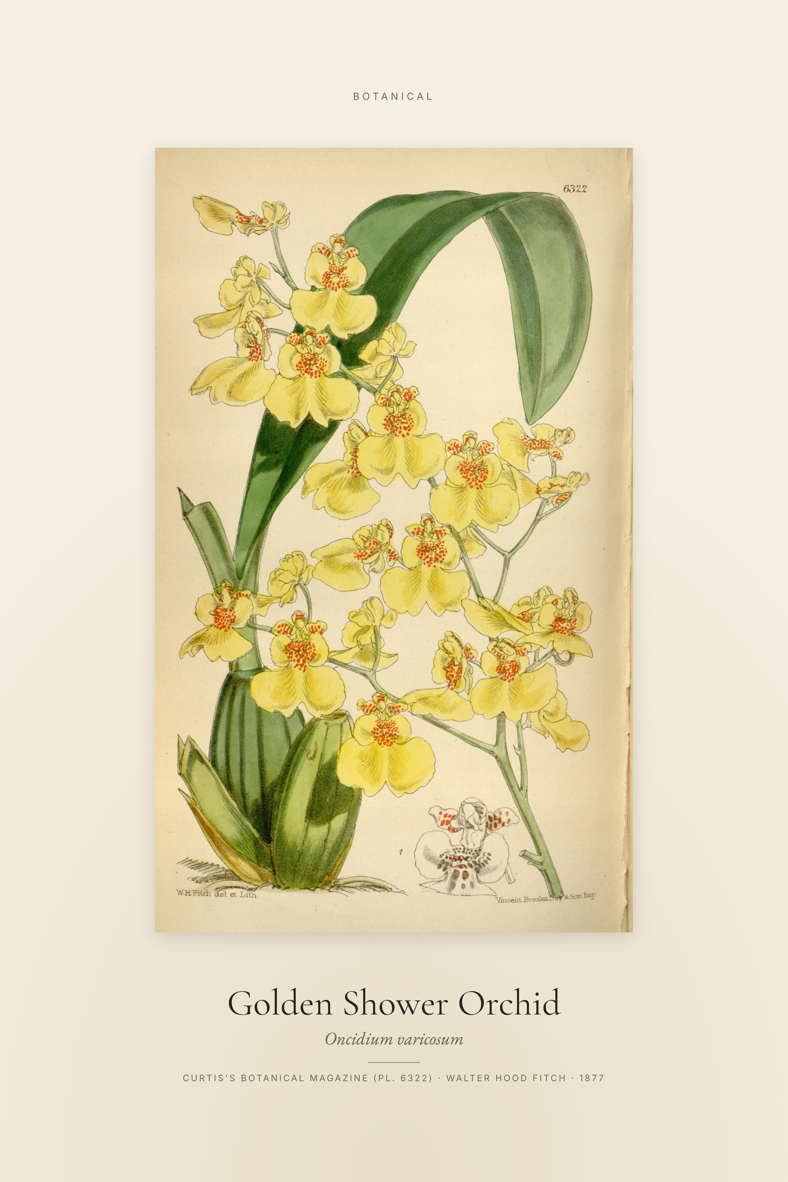 Golden Shower Orchid — Specimen