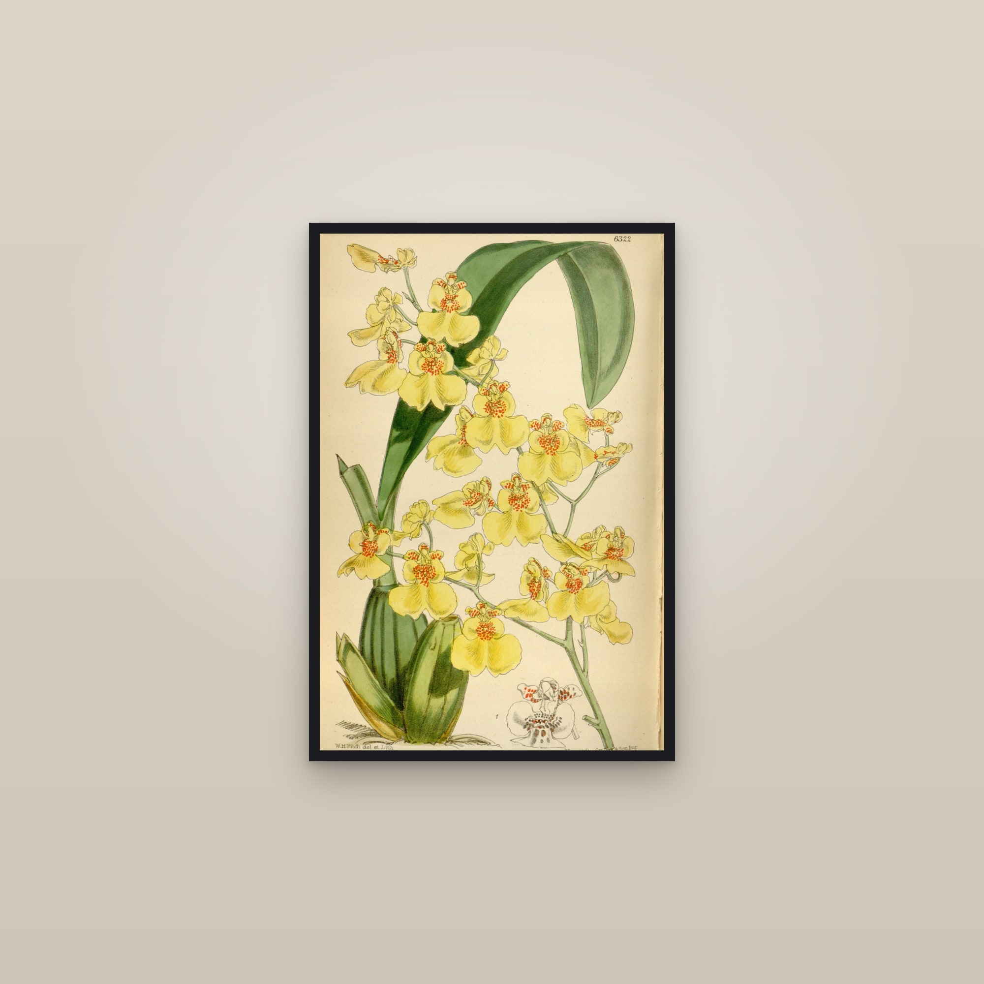 Golden Shower Orchid — framed in a gallery setting
