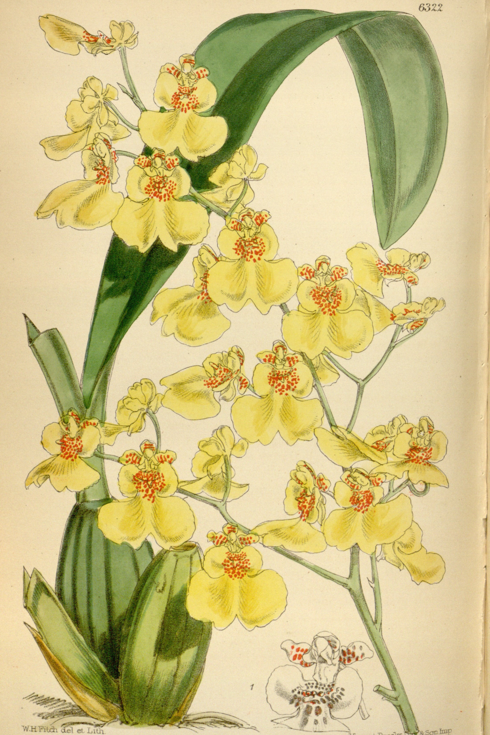Golden Shower Orchid