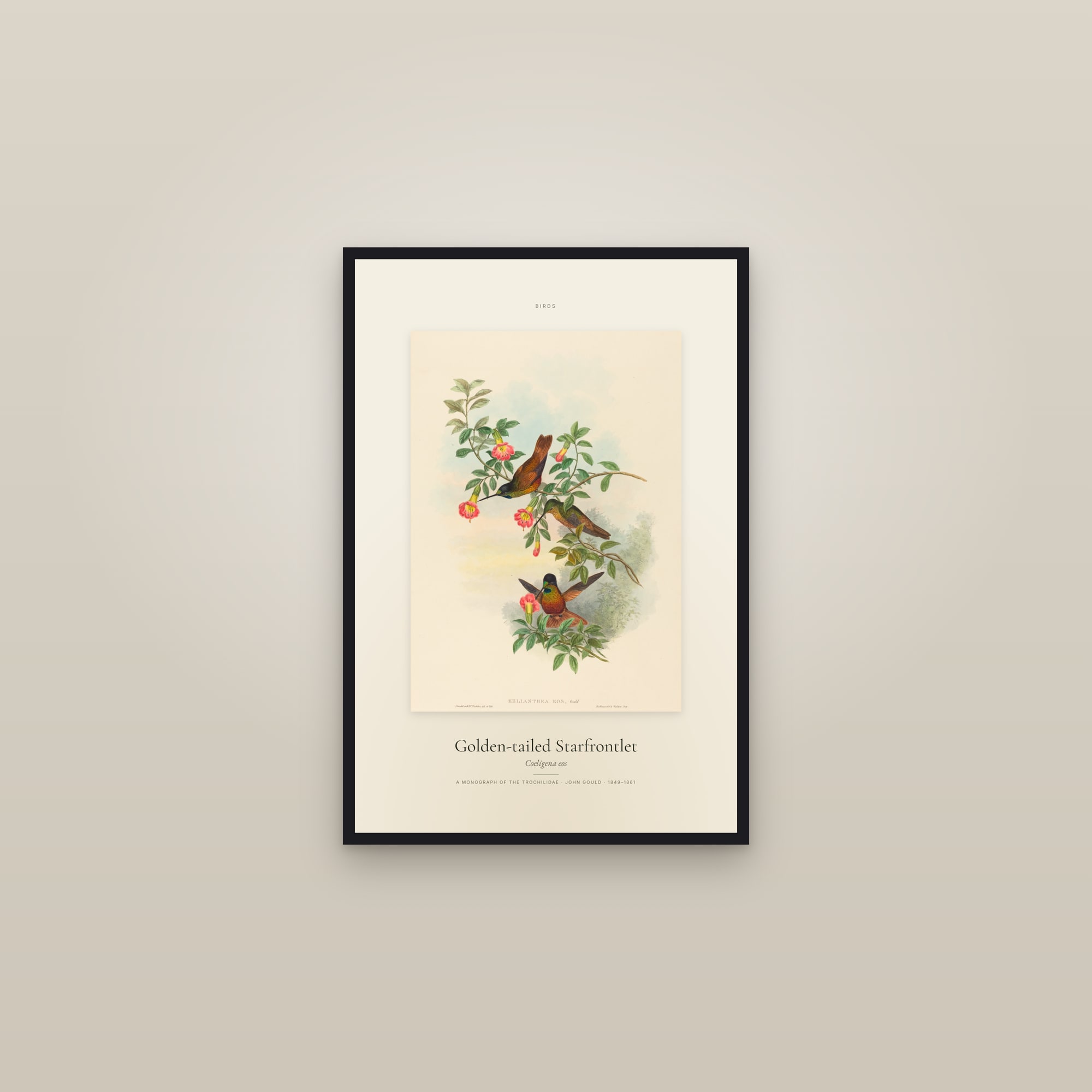 Golden-tailed Starfrontlet — Specimen — framed in a gallery setting