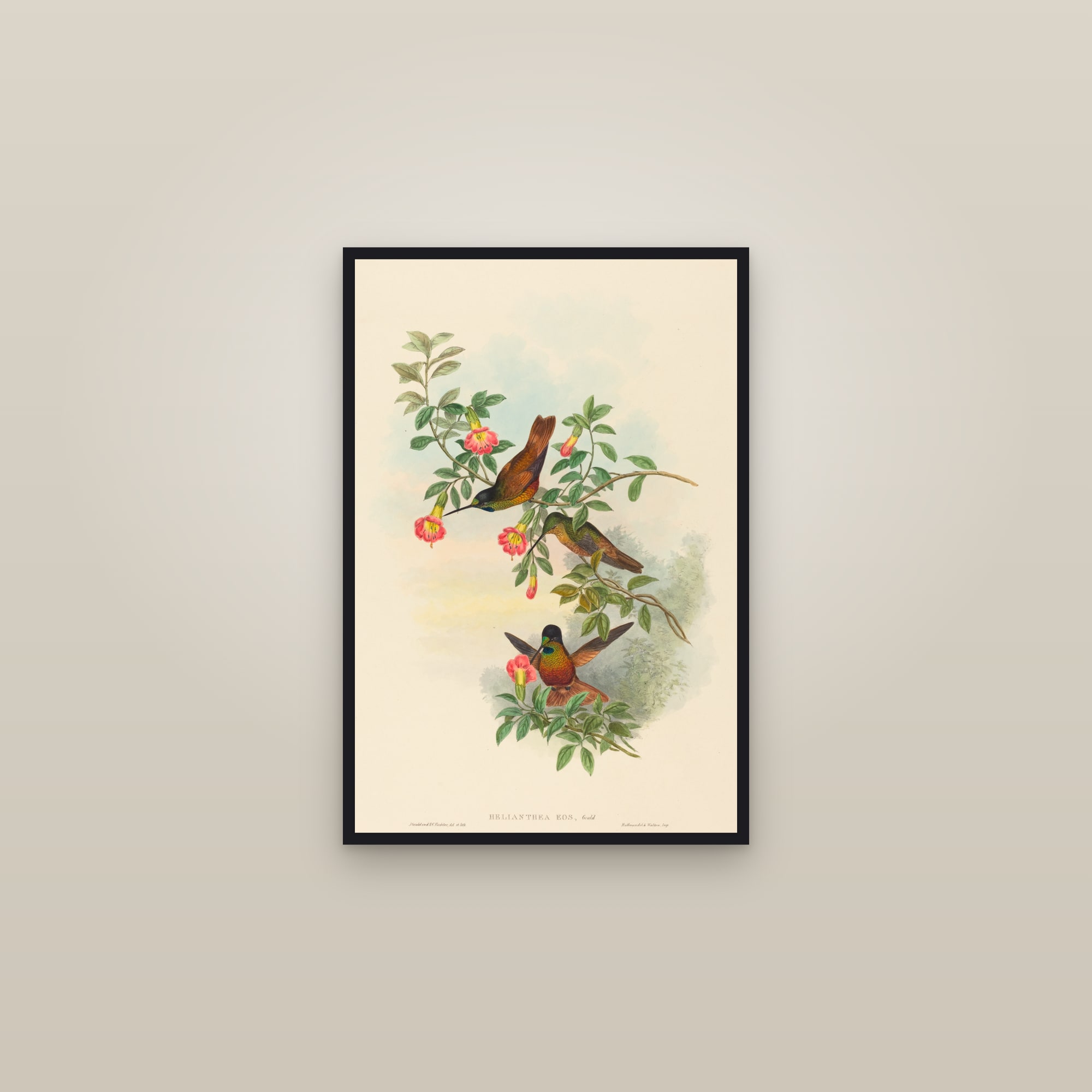 Golden-tailed Starfrontlet — framed in a gallery setting