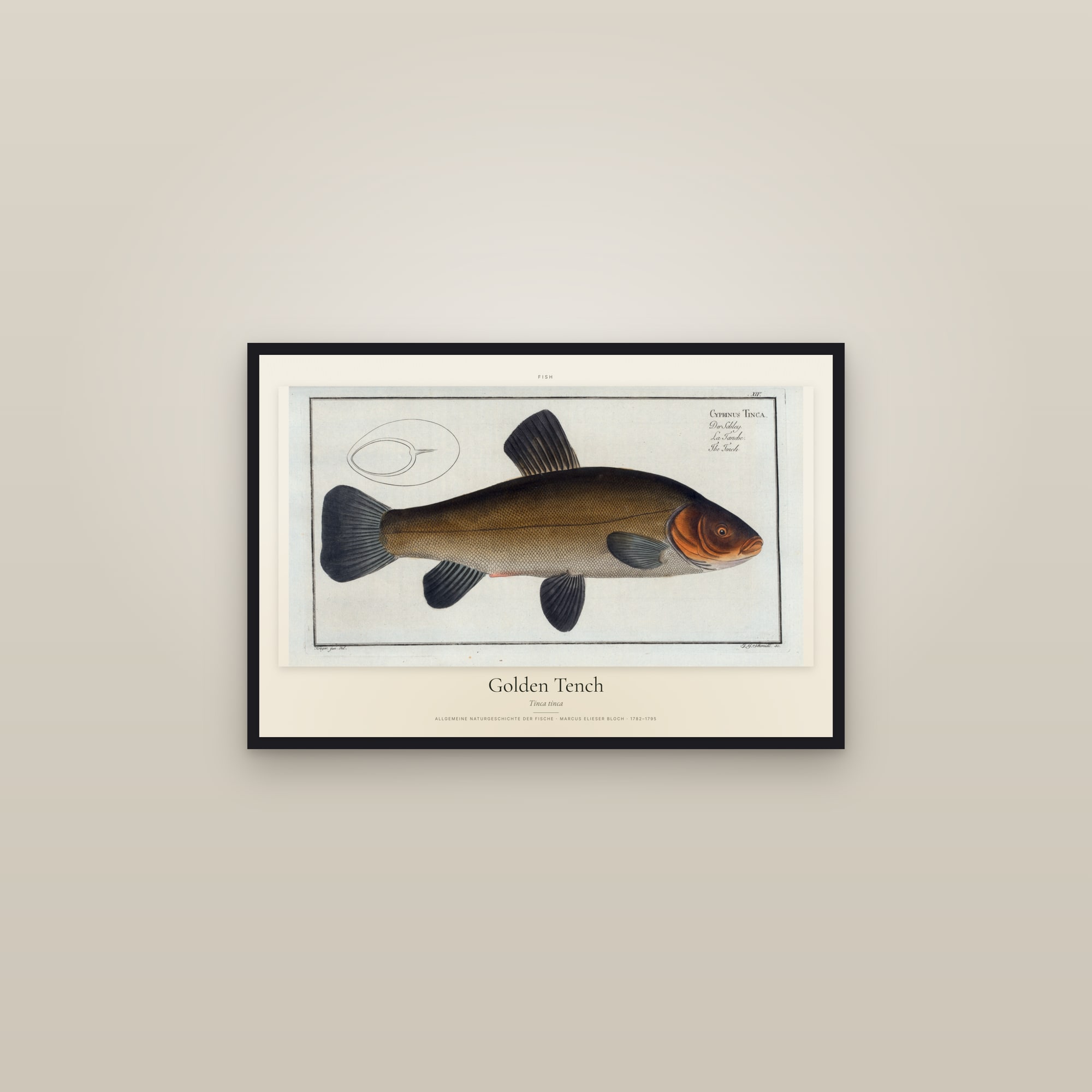 Golden Tench — framed in a gallery setting