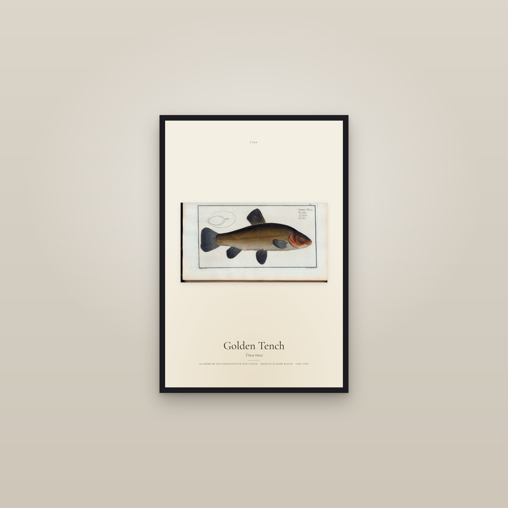 Golden Tench