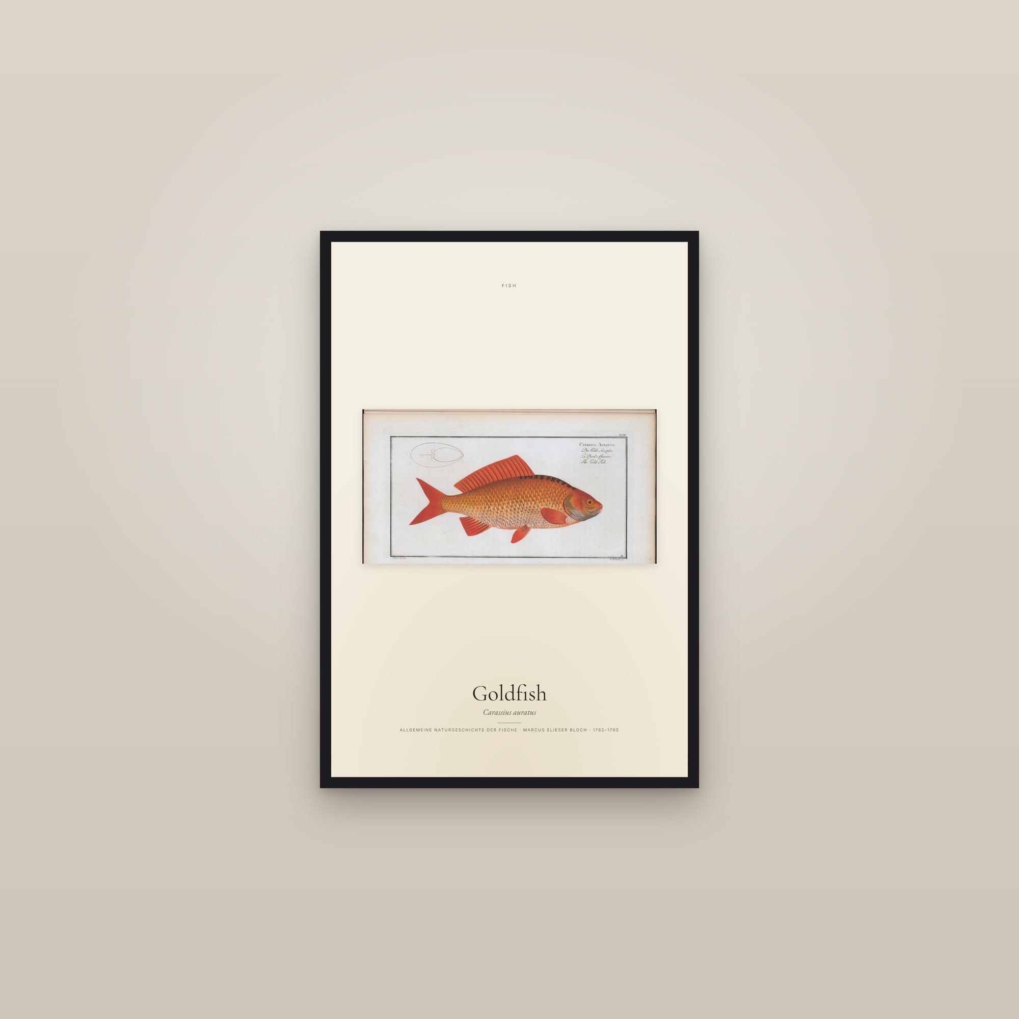 Goldfish — framed in a gallery setting