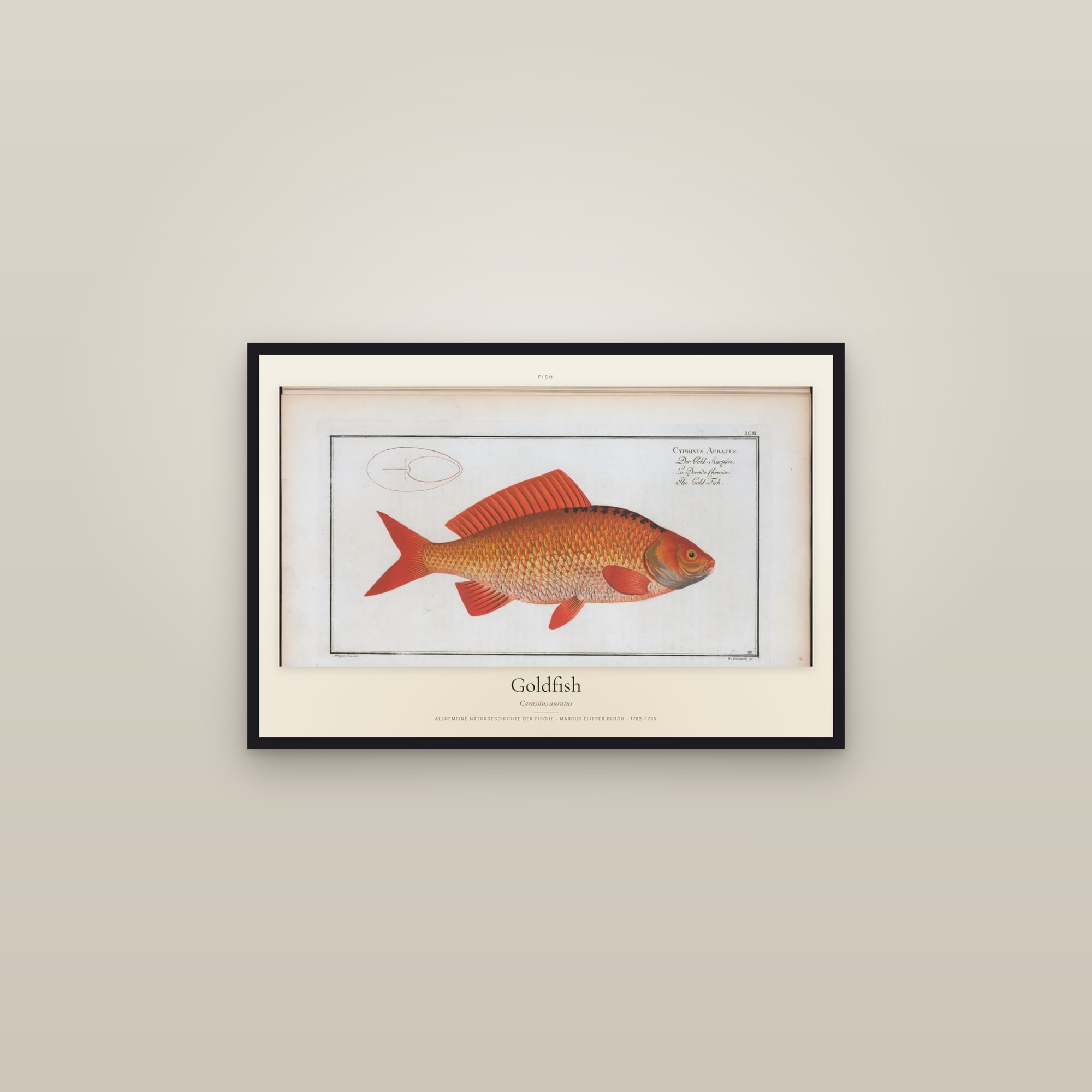 Goldfish — framed in a gallery setting