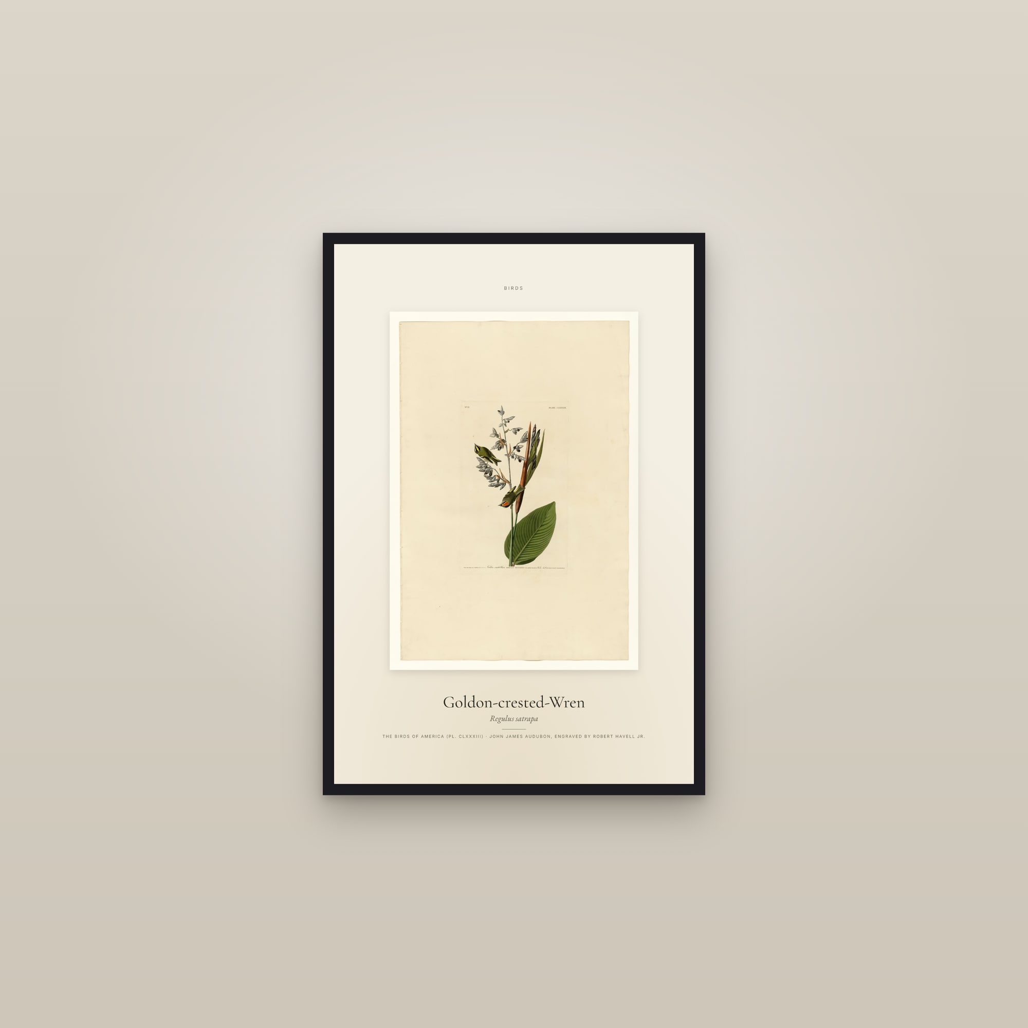 Goldon-crested-Wren — Specimen — framed in a gallery setting