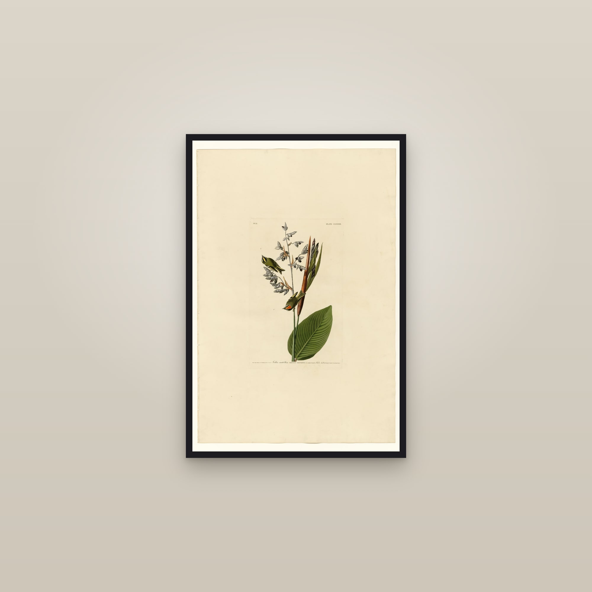Goldon-crested-Wren — framed in a gallery setting