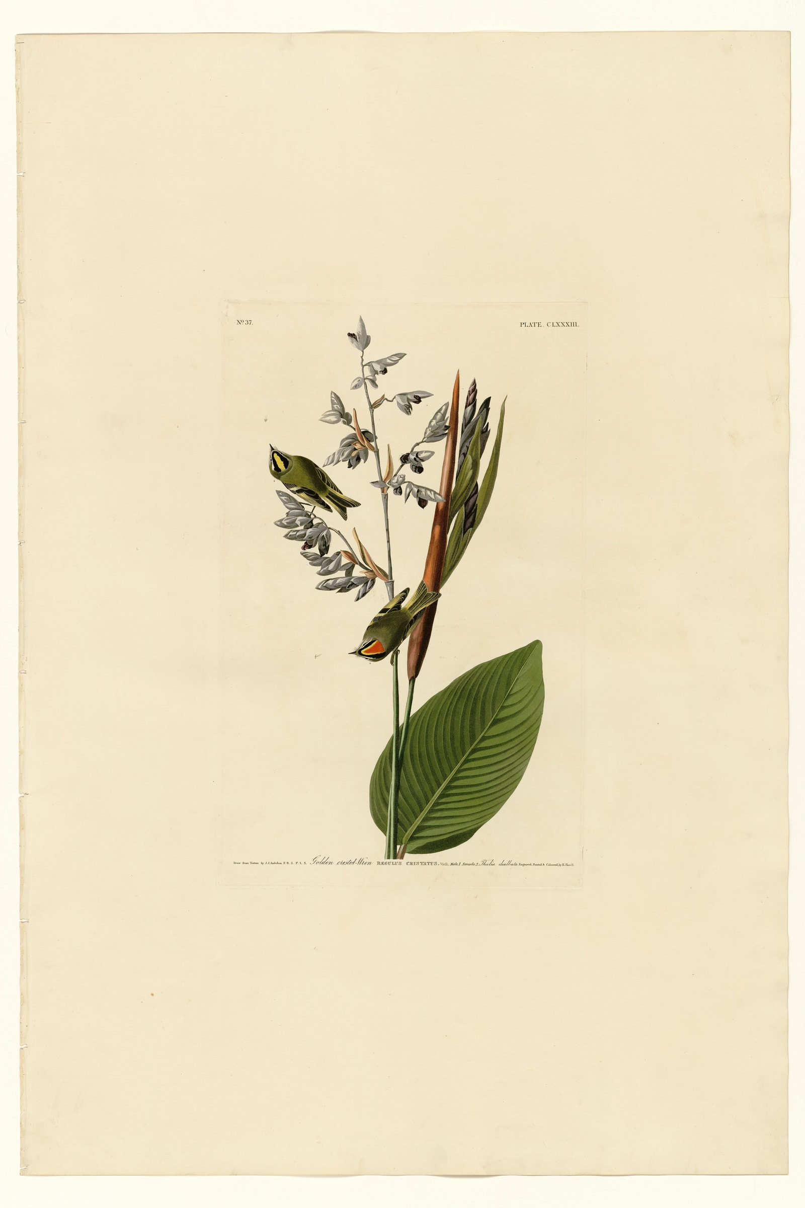 Goldon-crested-Wren