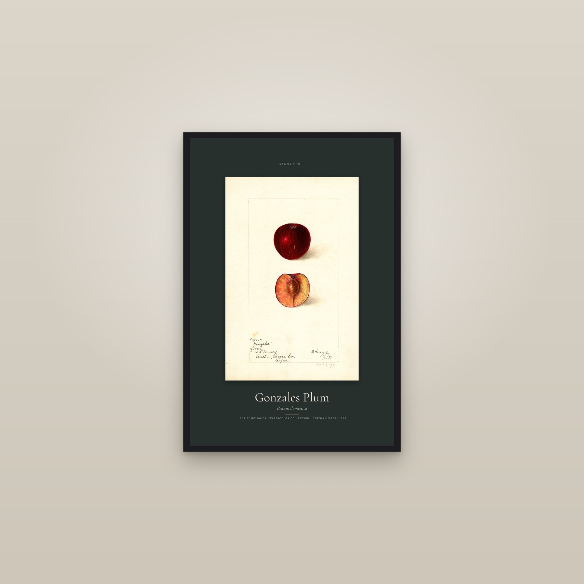 Gonzales Plum — Specimen — framed in a gallery setting