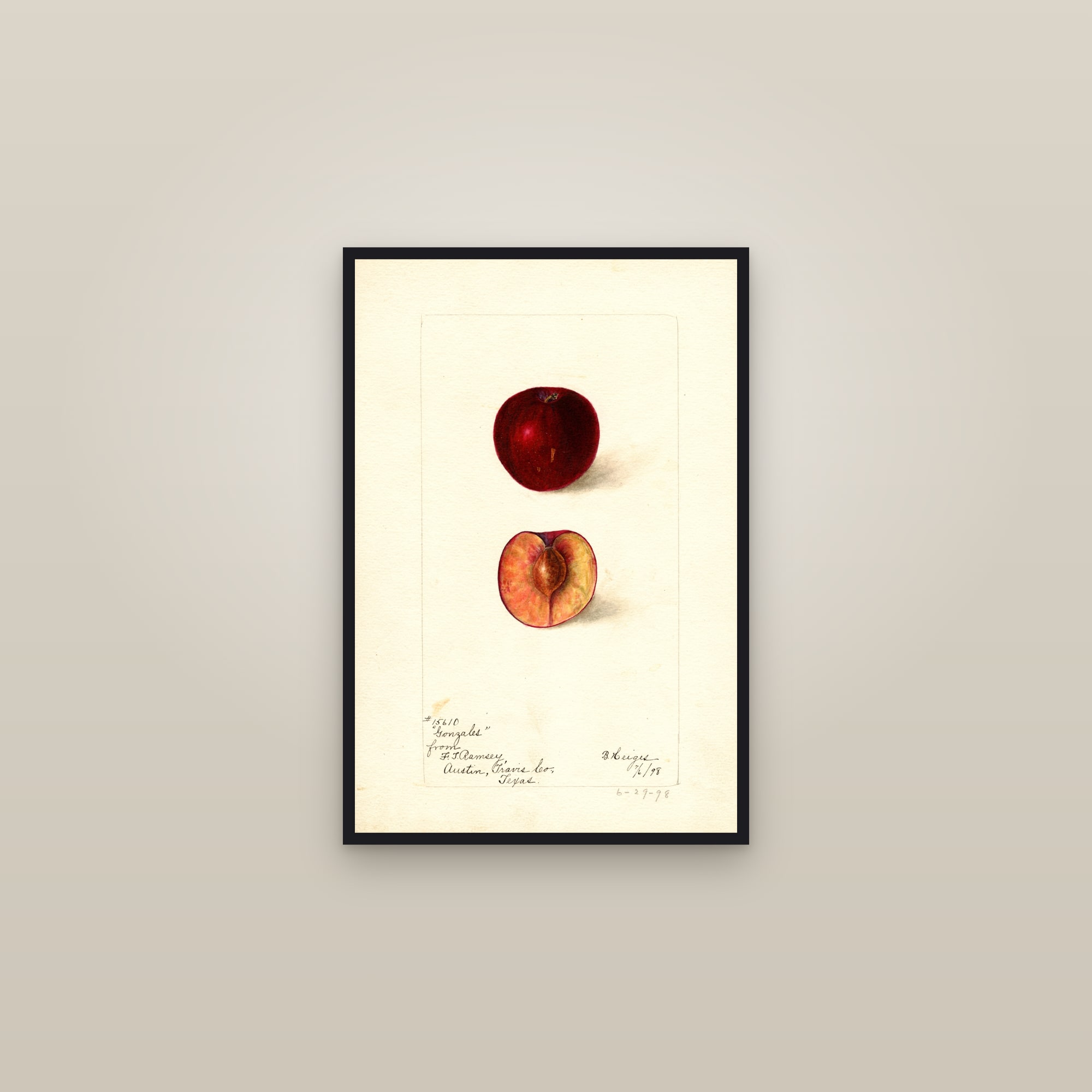 Gonzales Plum — framed in a gallery setting