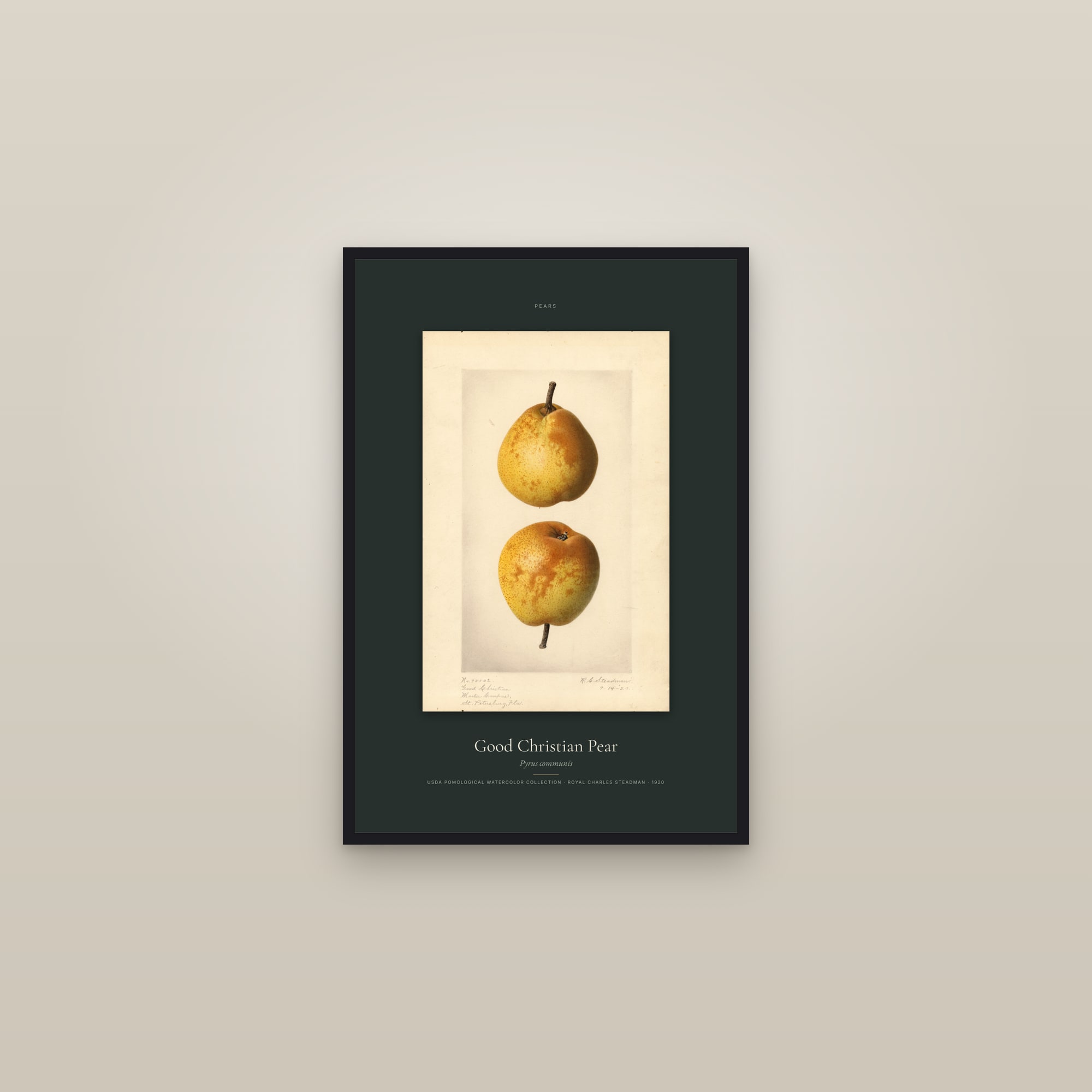 Good Christian Pear — Specimen — framed in a gallery setting