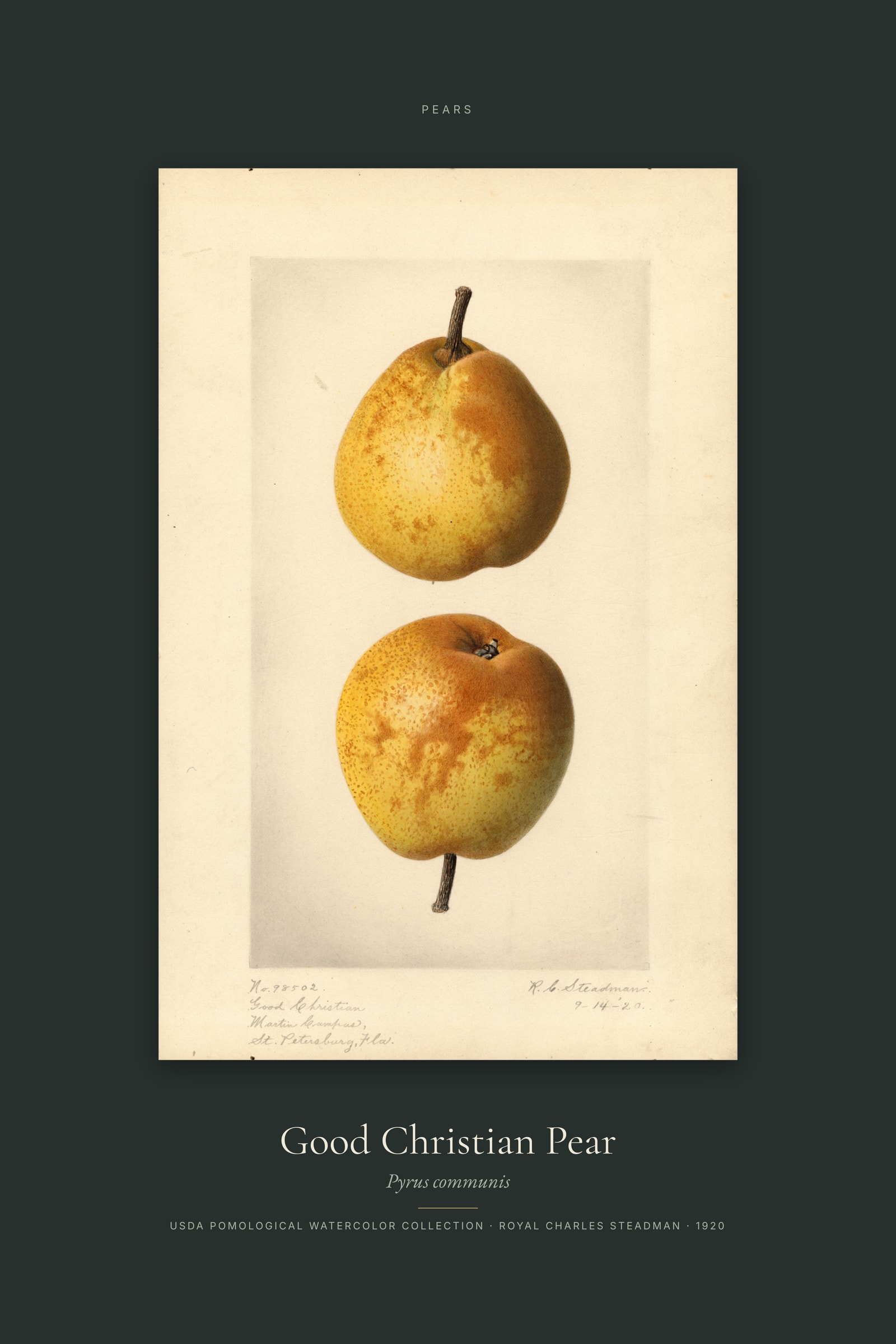 Good Christian Pear — Specimen