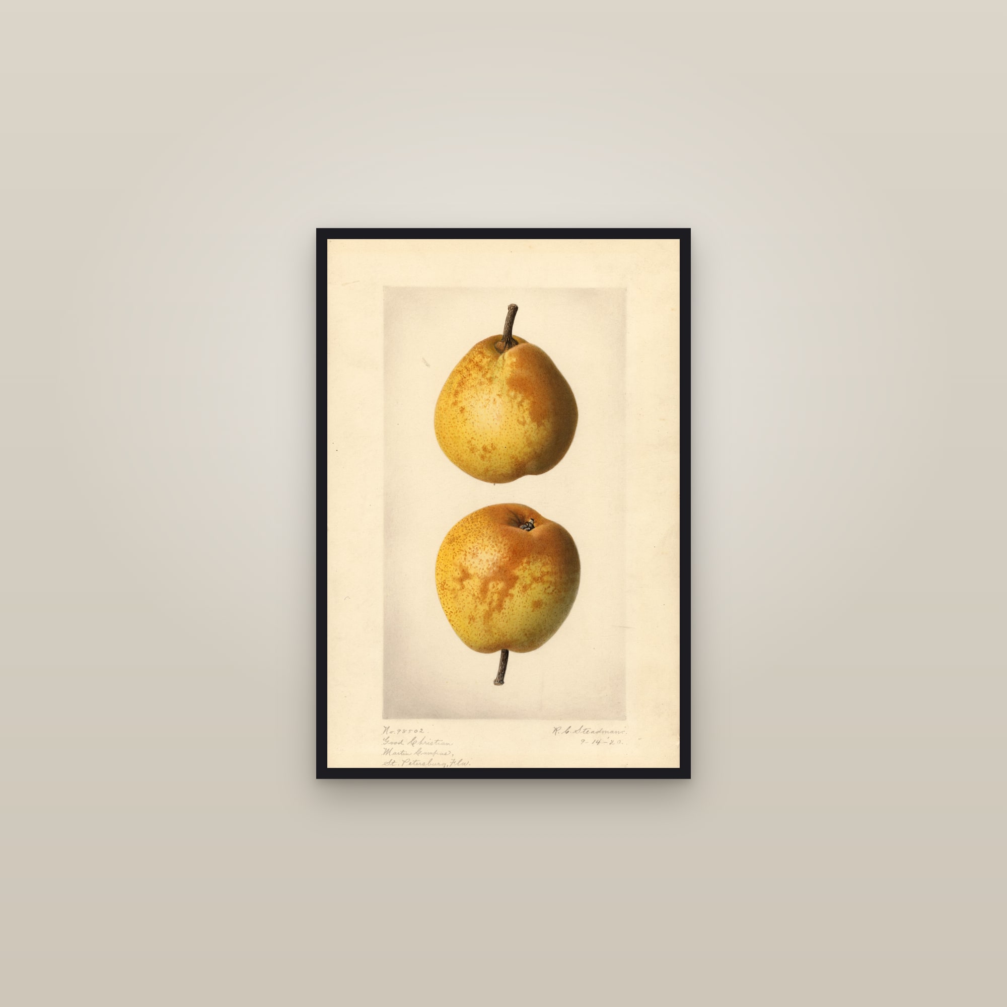 Good Christian Pear — framed in a gallery setting