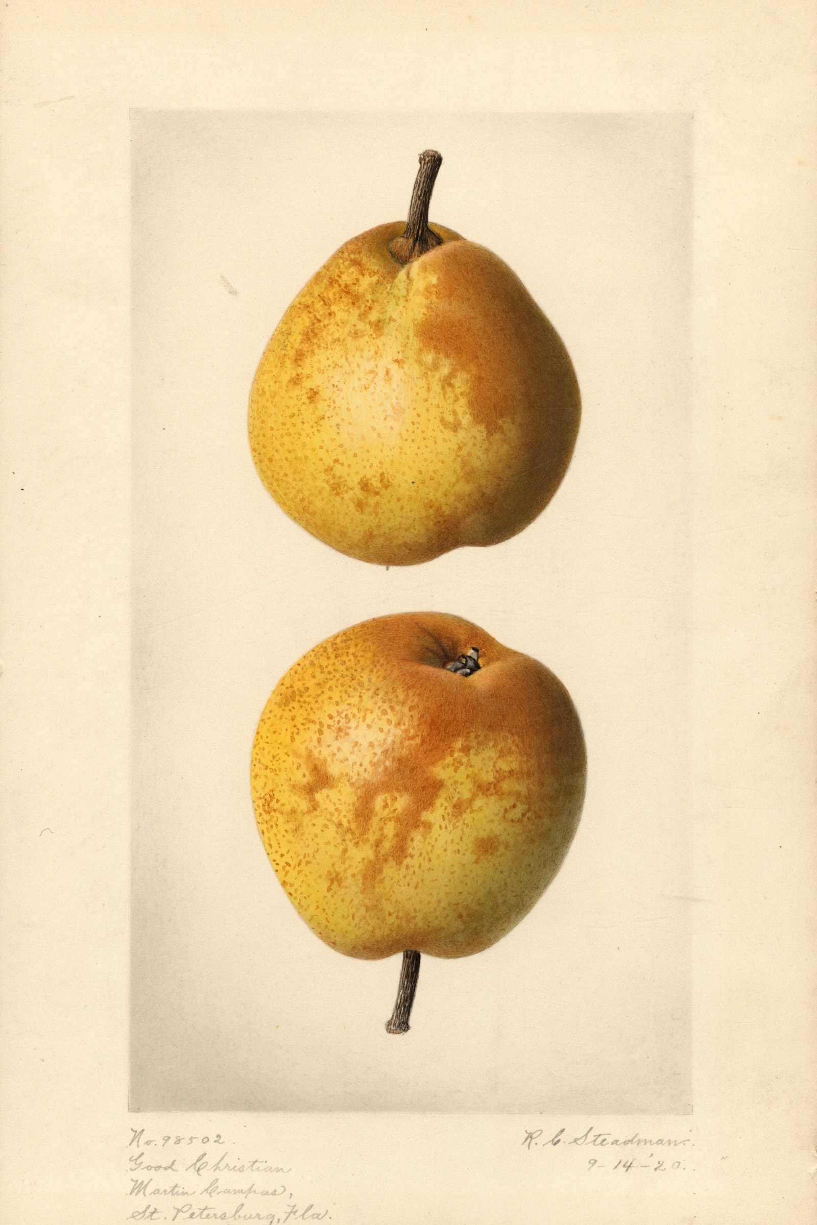 Good Christian Pear
